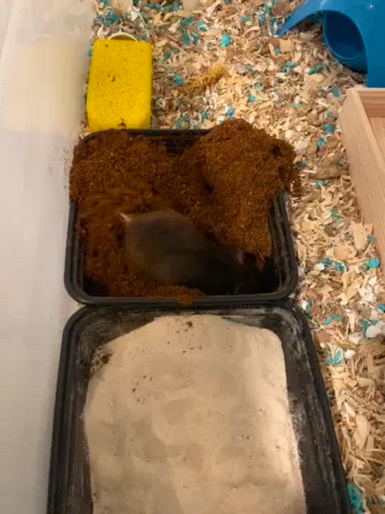 Enlarge Ophelia, a Adopted Hamster in Manchester, CT video 3/3