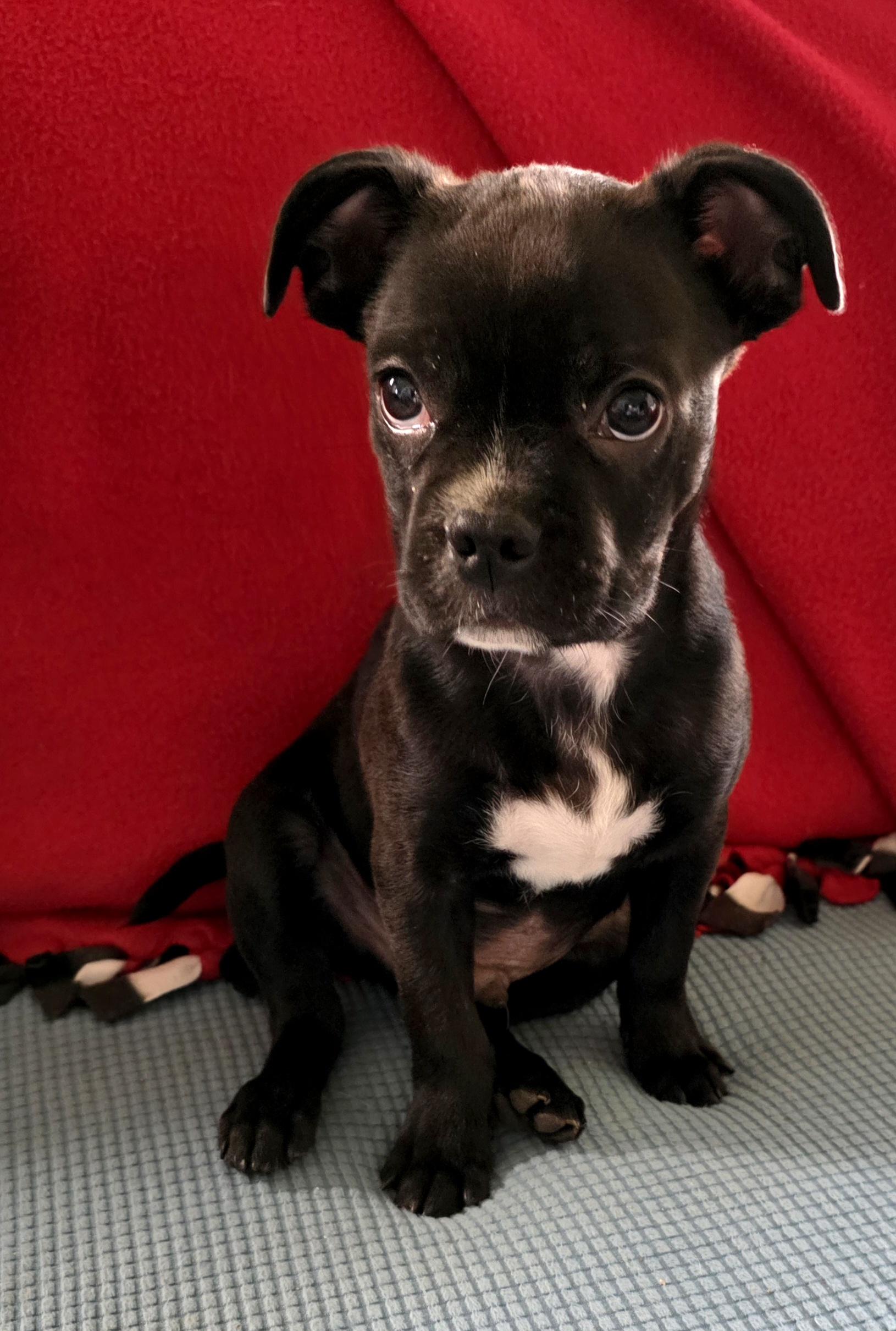 FINN, a Adoptable mixed breed in Evansville, WI image 1/5