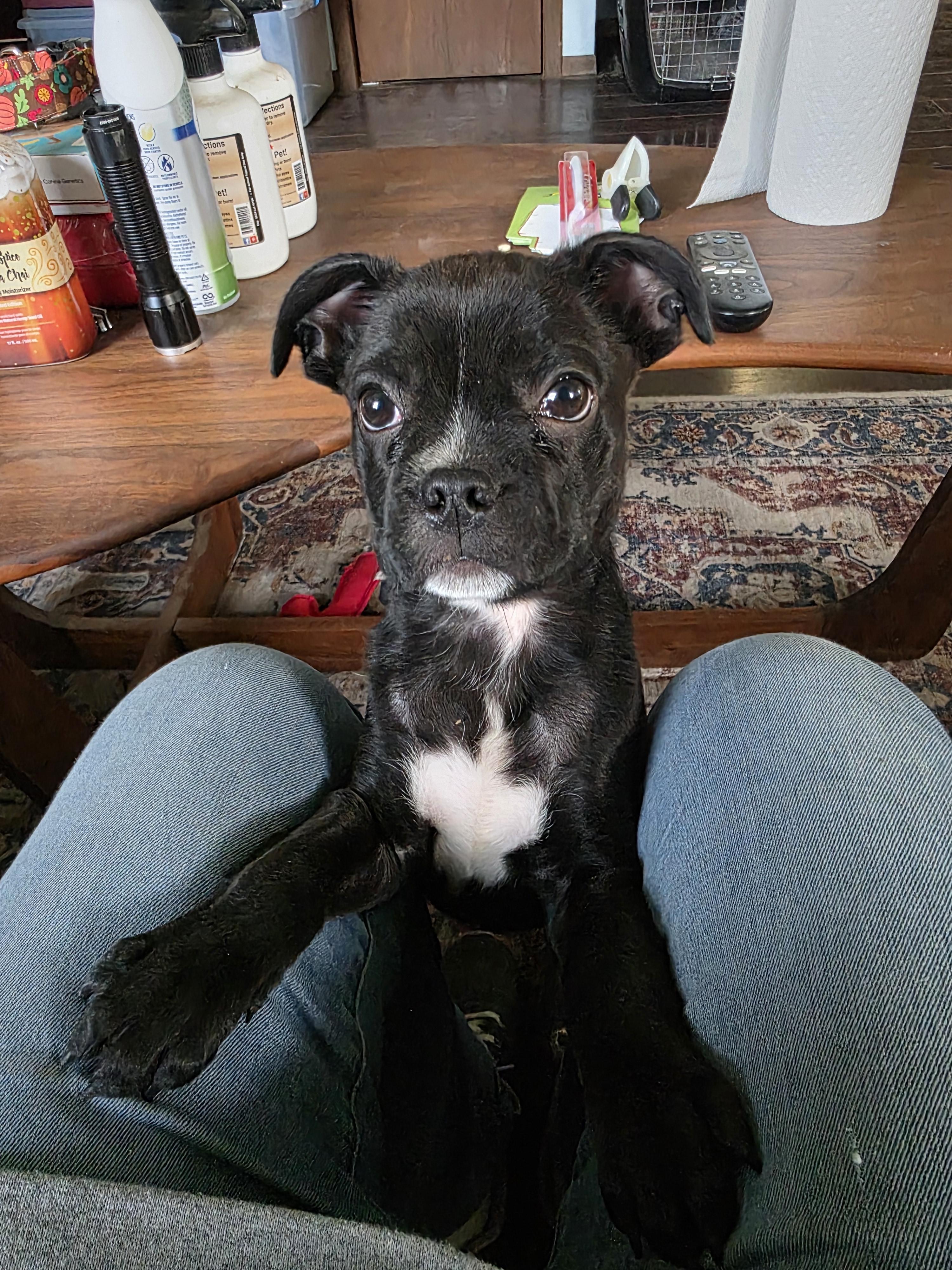 FINN, a Adoptable mixed breed in Evansville, WI image 3/5