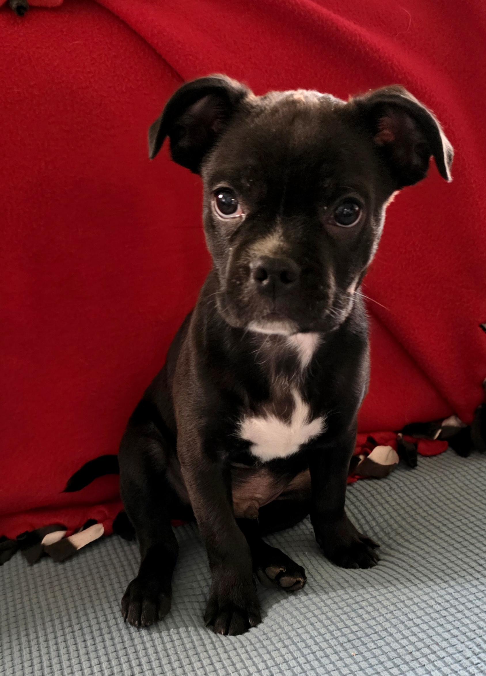 FINN, a Adoptable mixed breed in Evansville, WI image 4/5