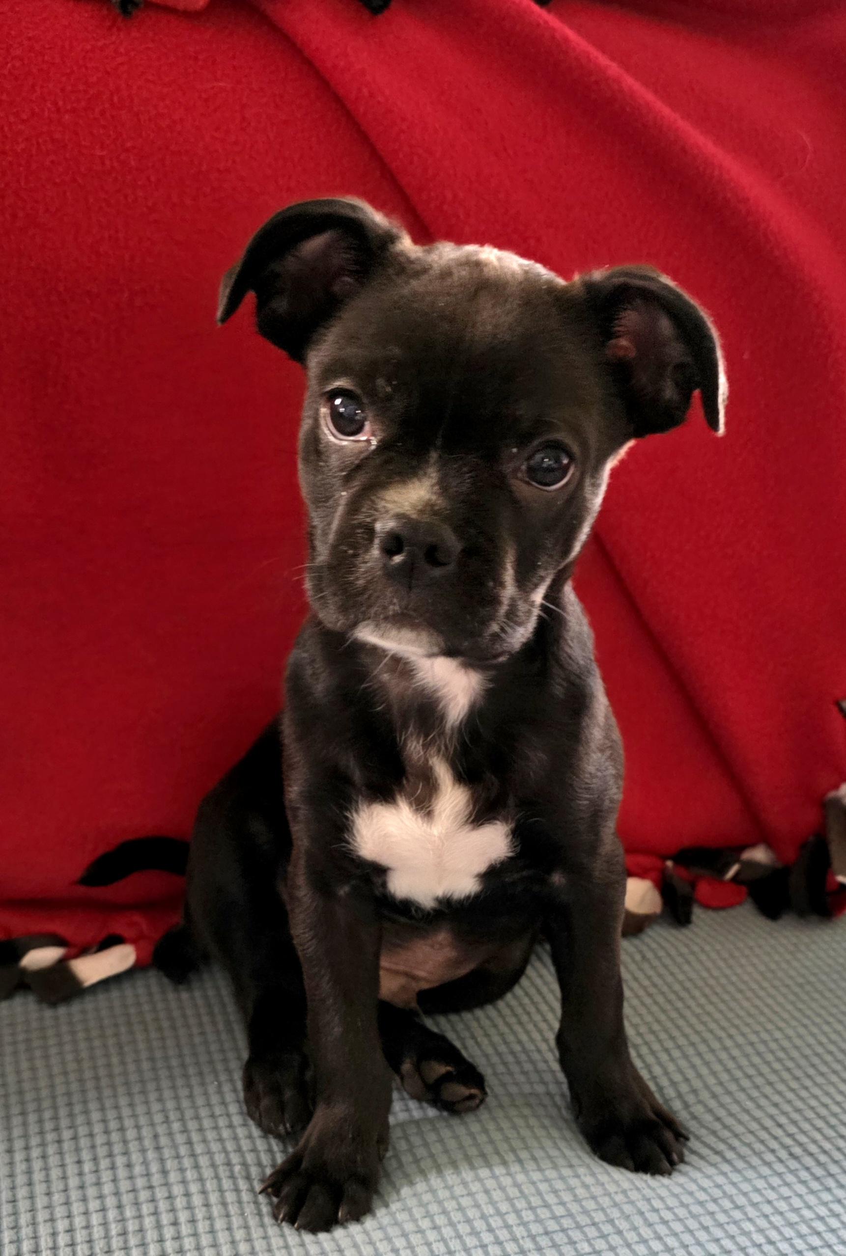 FINN, a Adoptable mixed breed in Evansville, WI image 5/5