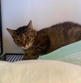 Toni Nash, a Adoptable Domestic Short Hair in Winter Haven, FL image 5/5