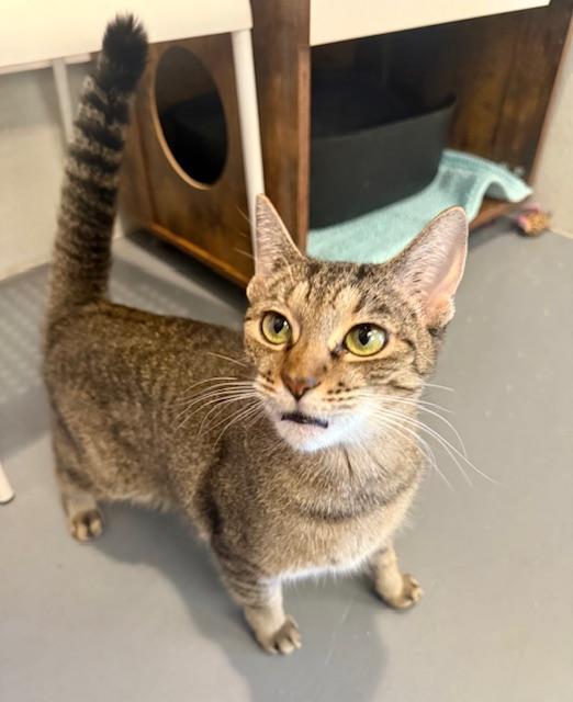 Toni Nash, a Adoptable Domestic Short Hair in Winter Haven, FL image 4/5