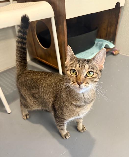 Toni Nash, a Adoptable Domestic Short Hair in Winter Haven, FL image 1/5