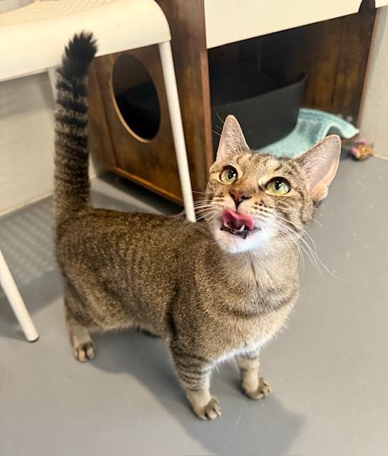 Toni Nash, a Adoptable Domestic Short Hair in Winter Haven, FL image 2/5