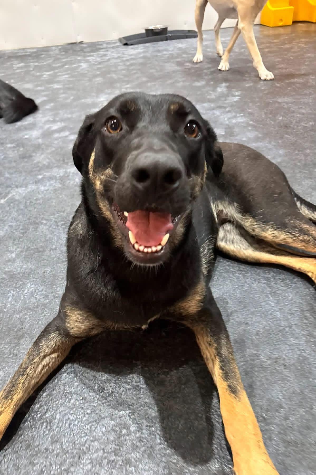 Gilda, a ADOPTABLE Labrador Retriever in Winnipeg, MB image 2/3