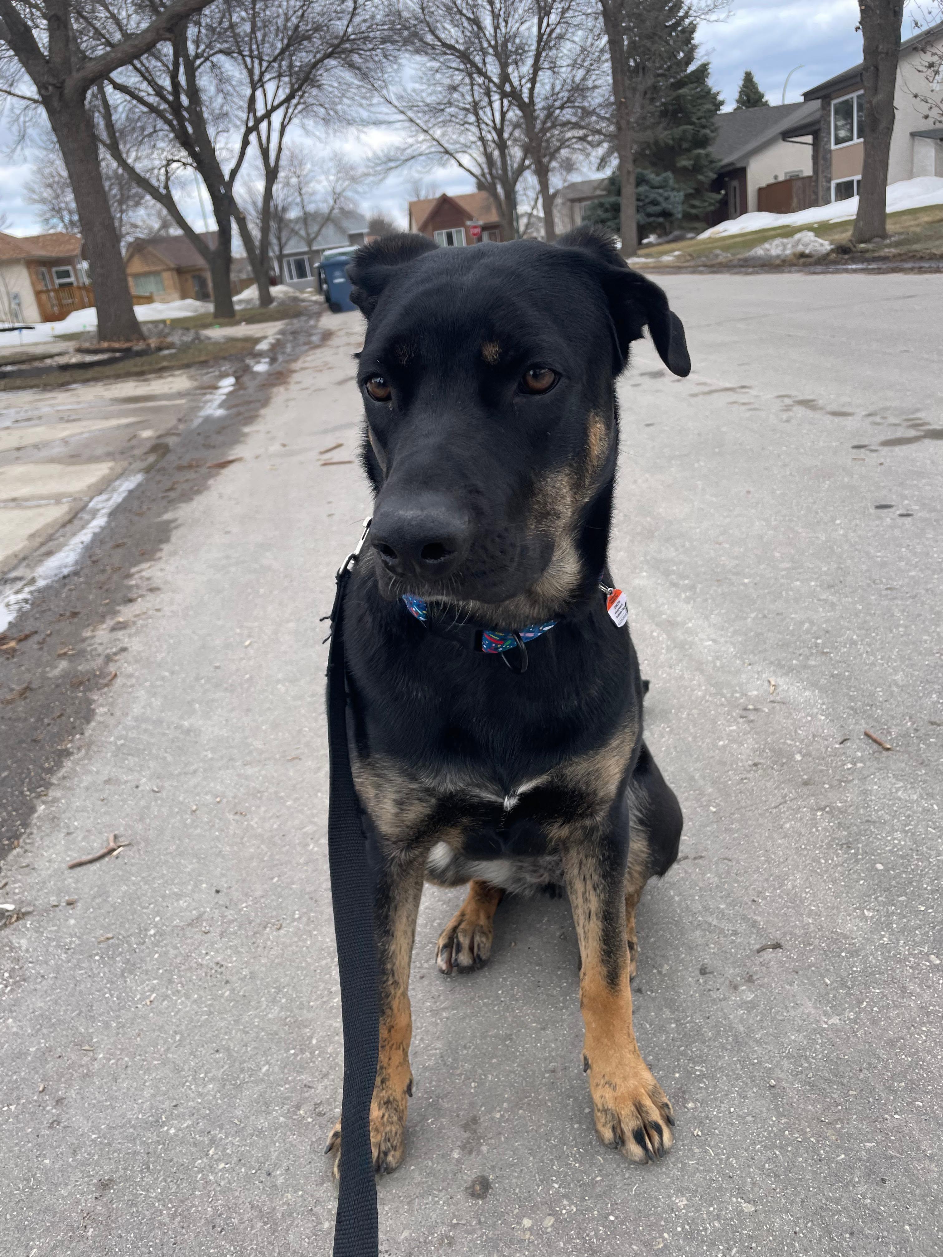 Gilda, a ADOPTABLE Labrador Retriever in Winnipeg, MB image 3/3