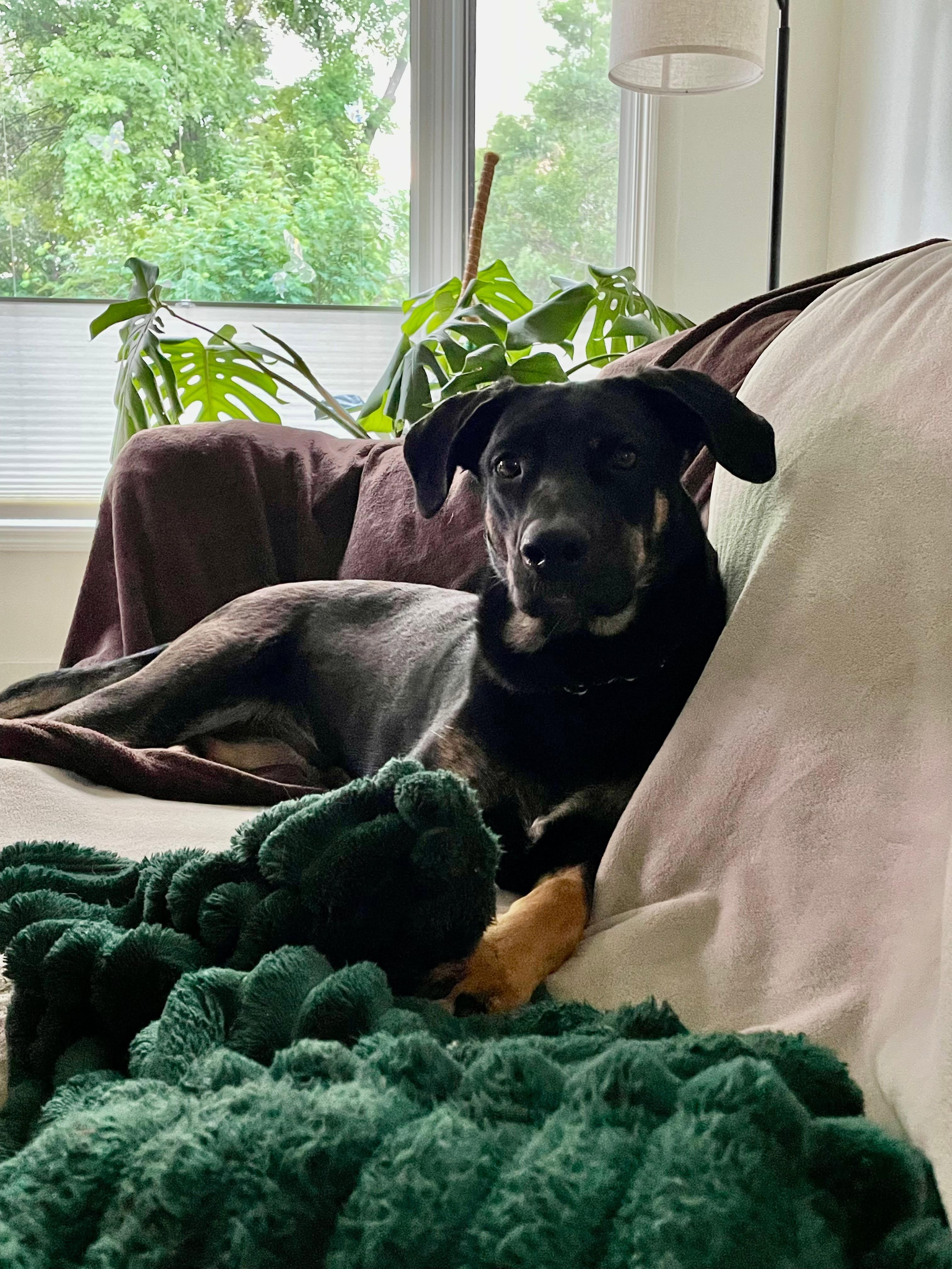 Gilda, ADOPTABLE, Young Female Labrador Retriever.