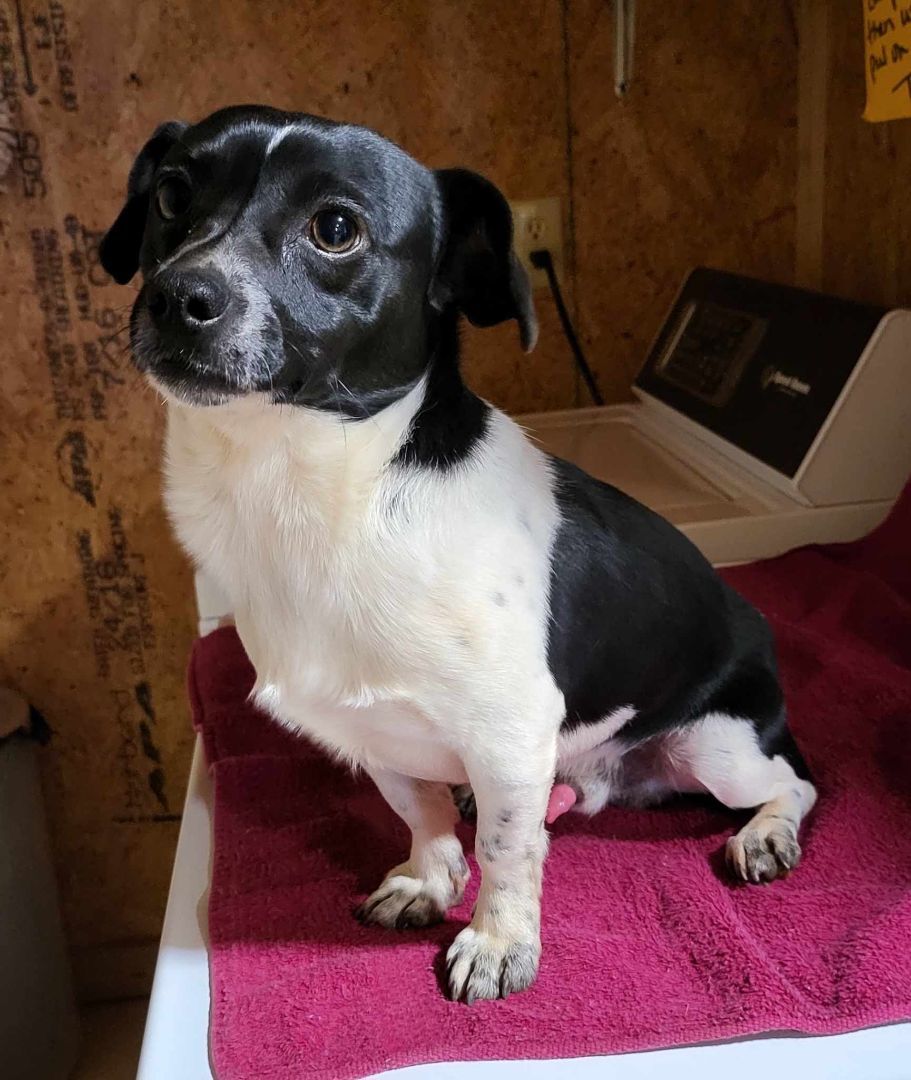 Enlarge Leo, a Adopted Jack Russell Terrier in Landrum, SC image 1/2
