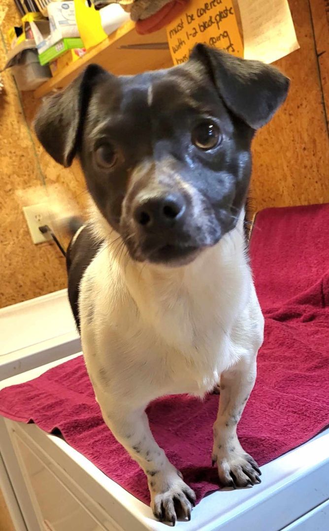 Enlarge Leo, a Adopted Jack Russell Terrier in Landrum, SC image 2/2