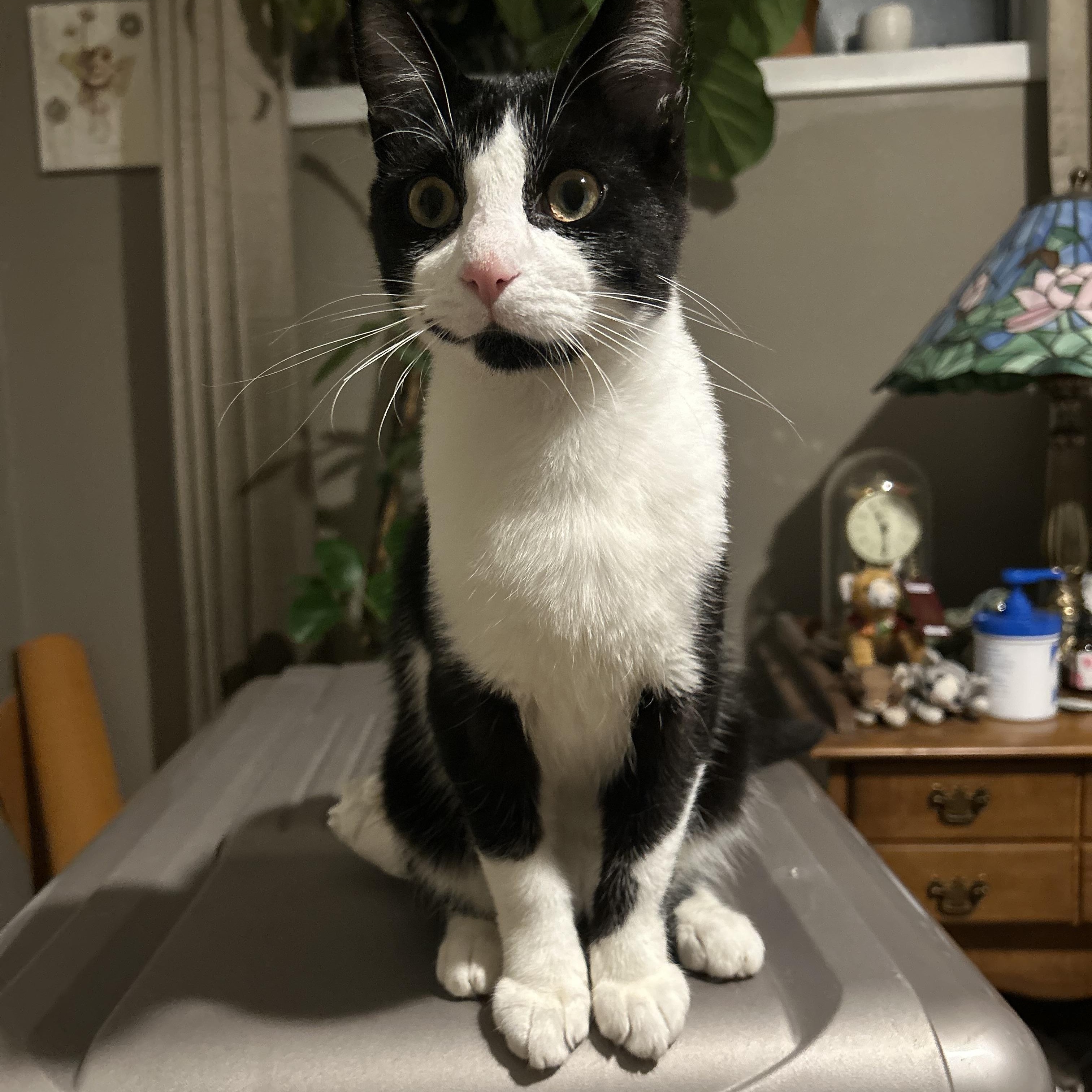 Oswald, a ADOPTABLE Domestic Short Hair in Fort Oglethorpe, GA image 2/4