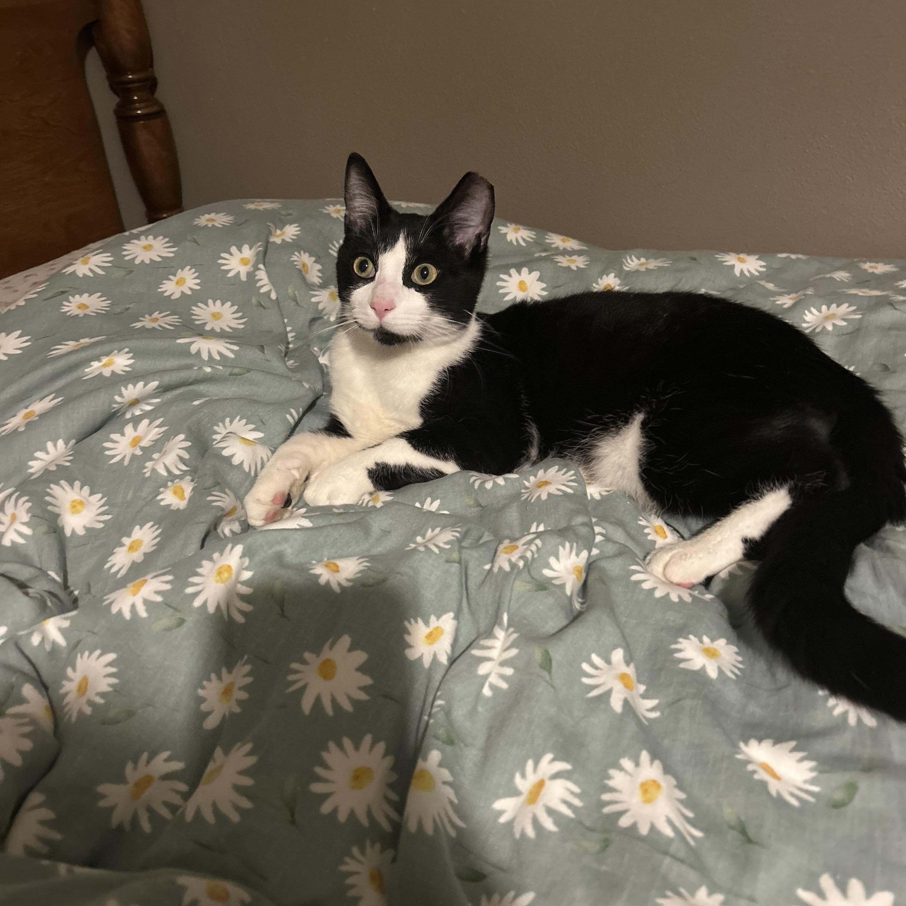 Oswald, a ADOPTABLE Domestic Short Hair in Fort Oglethorpe, GA image 4/4