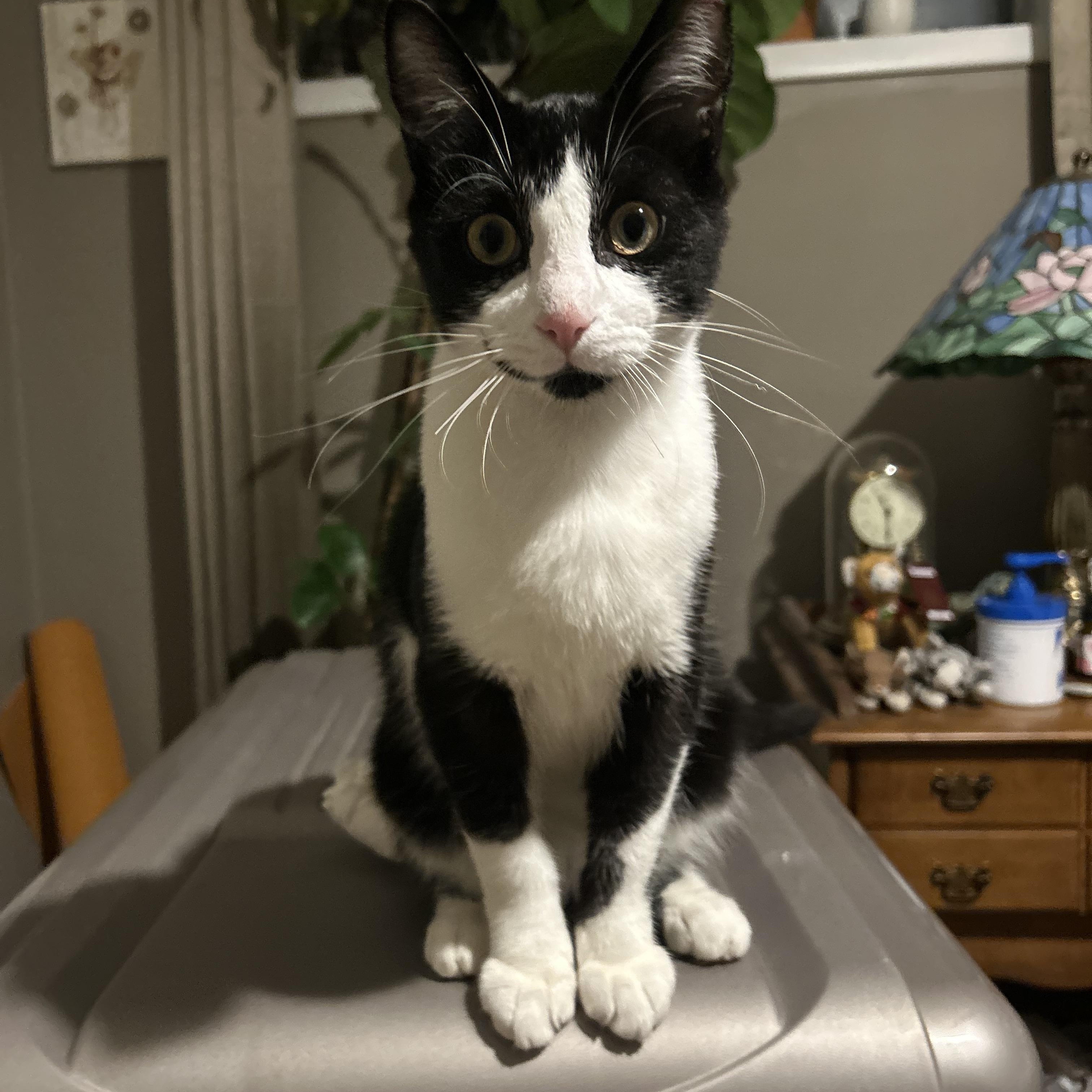 Oswald, a ADOPTABLE Domestic Short Hair in Fort Oglethorpe, GA image 3/4