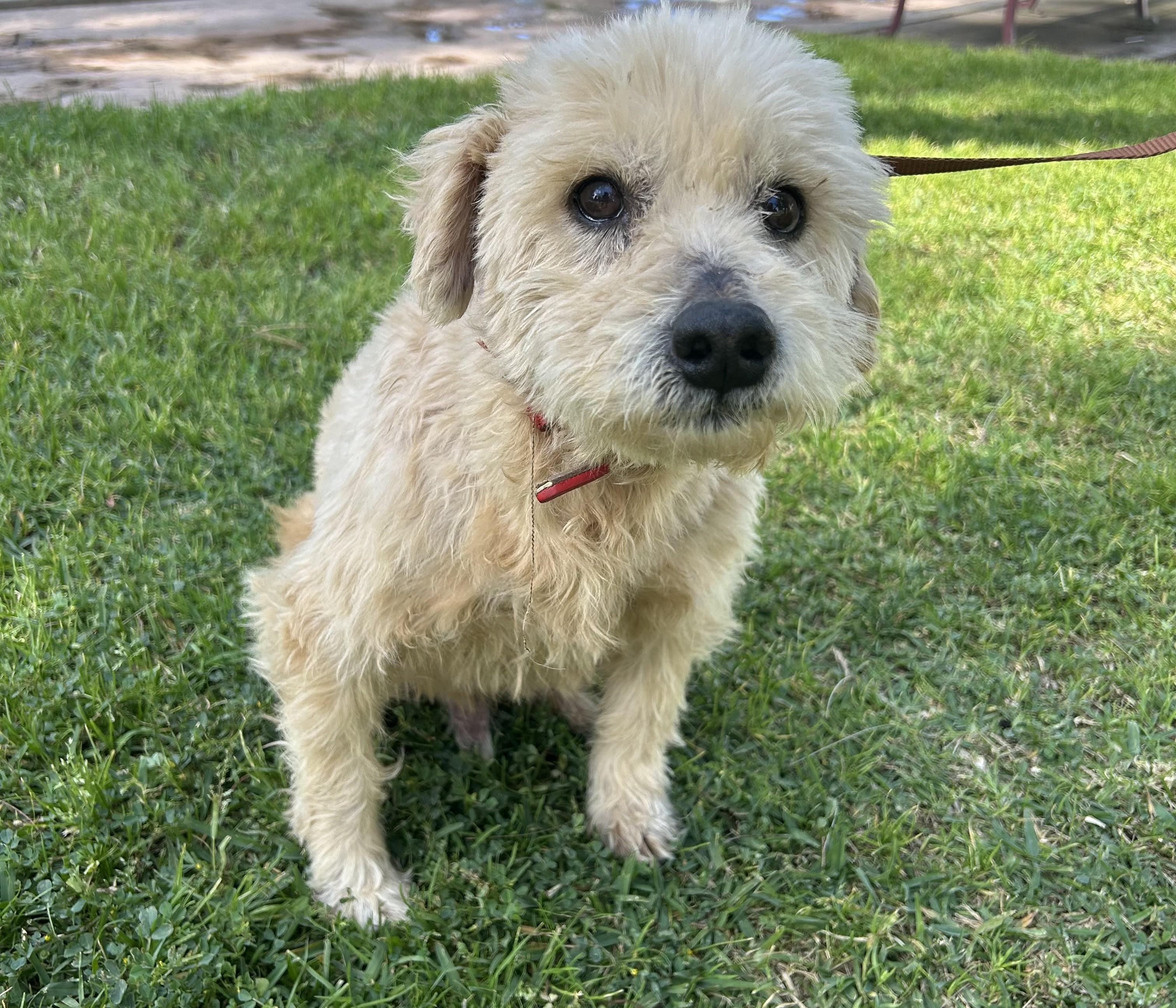 Enlarge PETER, a ADOPTABLE mixed breed in Bell Gardens, CA image 2/6