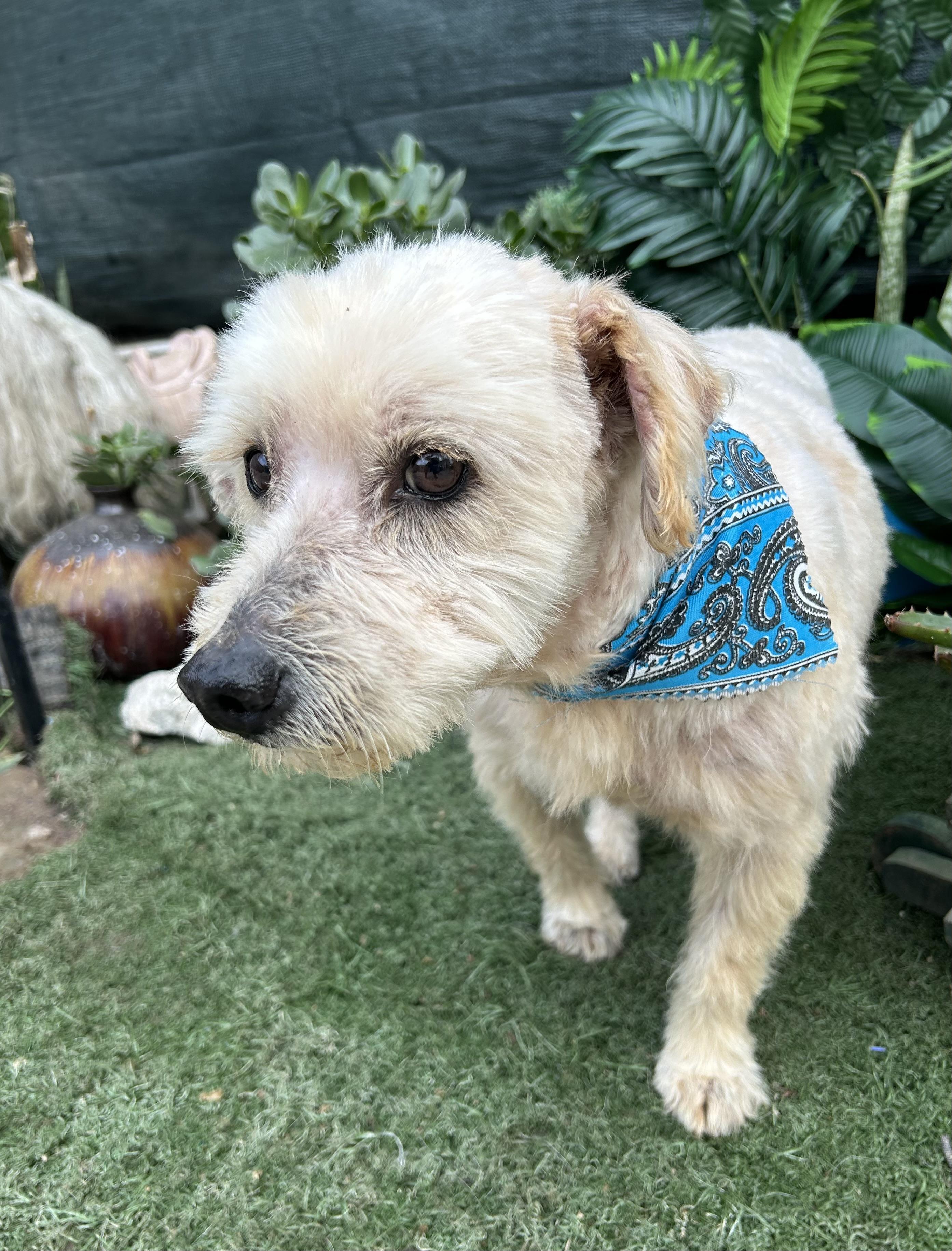 Enlarge PETER, a ADOPTABLE mixed breed in Bell Gardens, CA image 4/6