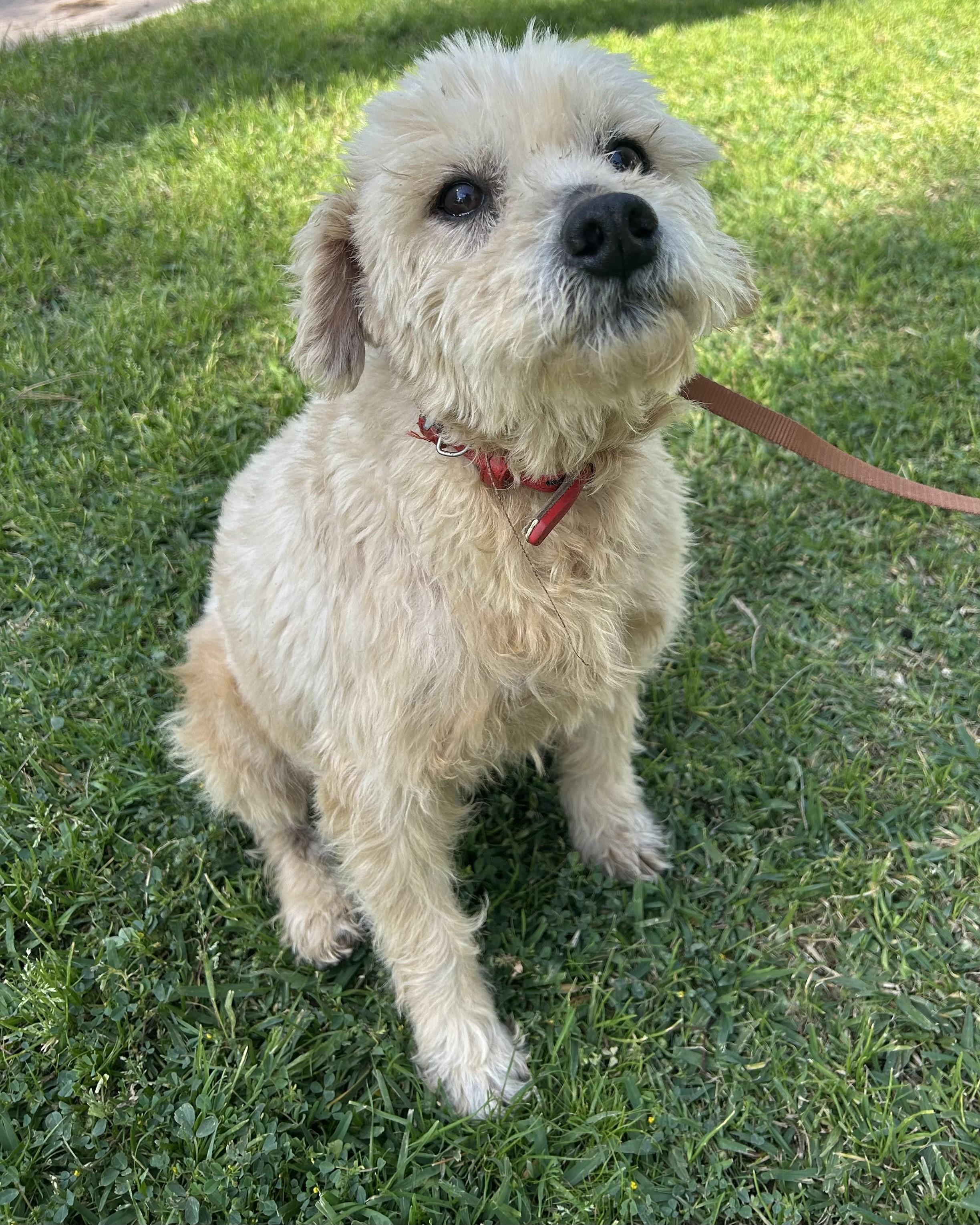PETER, ADOPTABLE, Young Male Border Terrier.