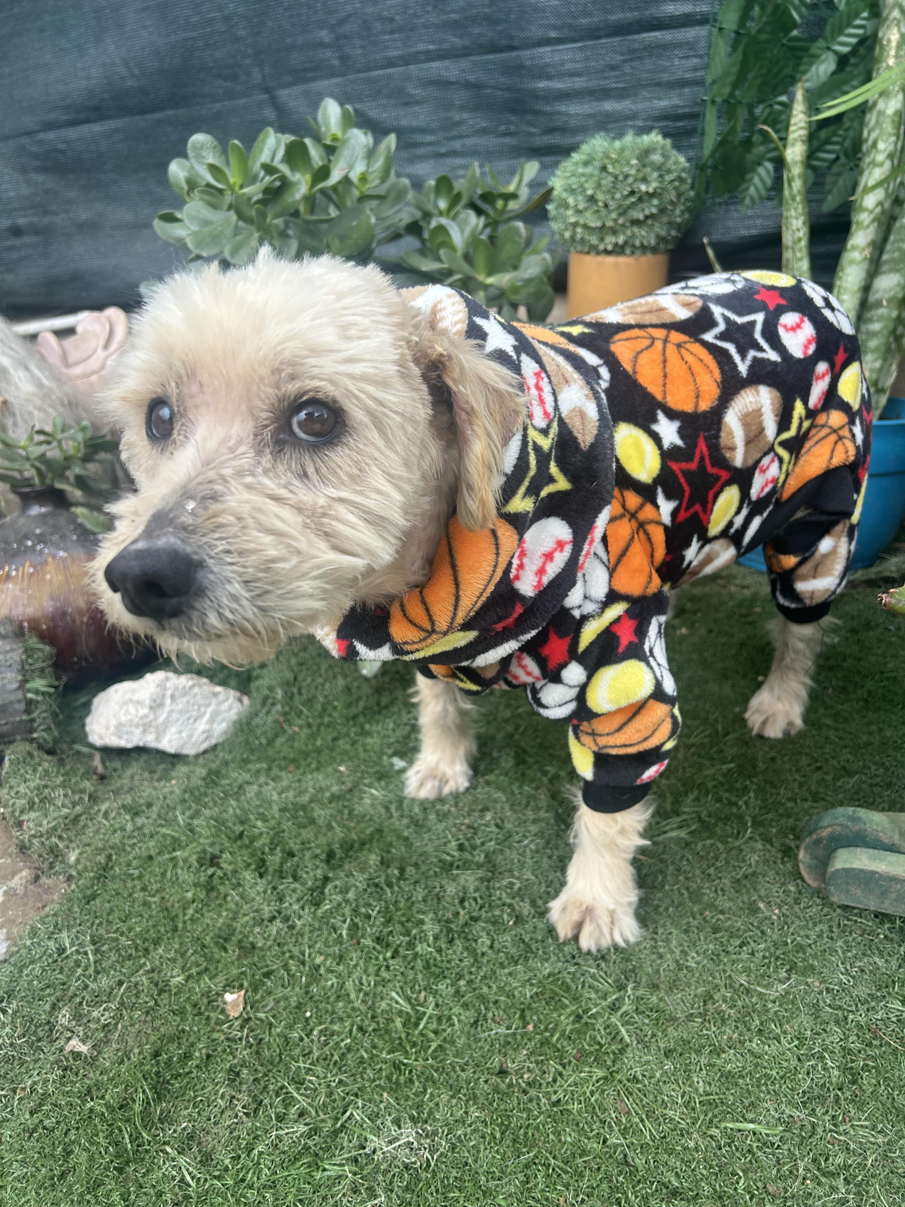 Enlarge PETER, a ADOPTABLE mixed breed in Bell Gardens, CA image 6/6