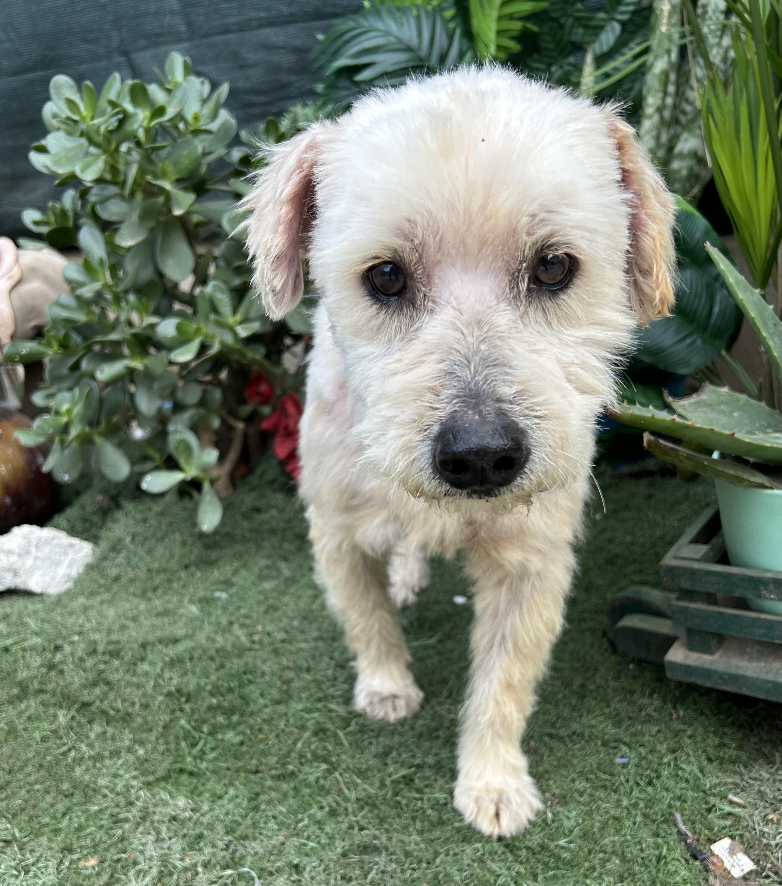 Enlarge PETER, a ADOPTABLE mixed breed in Bell Gardens, CA image 3/6