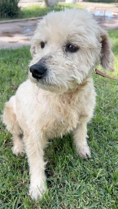 Enlarge PETER, a ADOPTABLE mixed breed in Bell Gardens, CA video 5/6