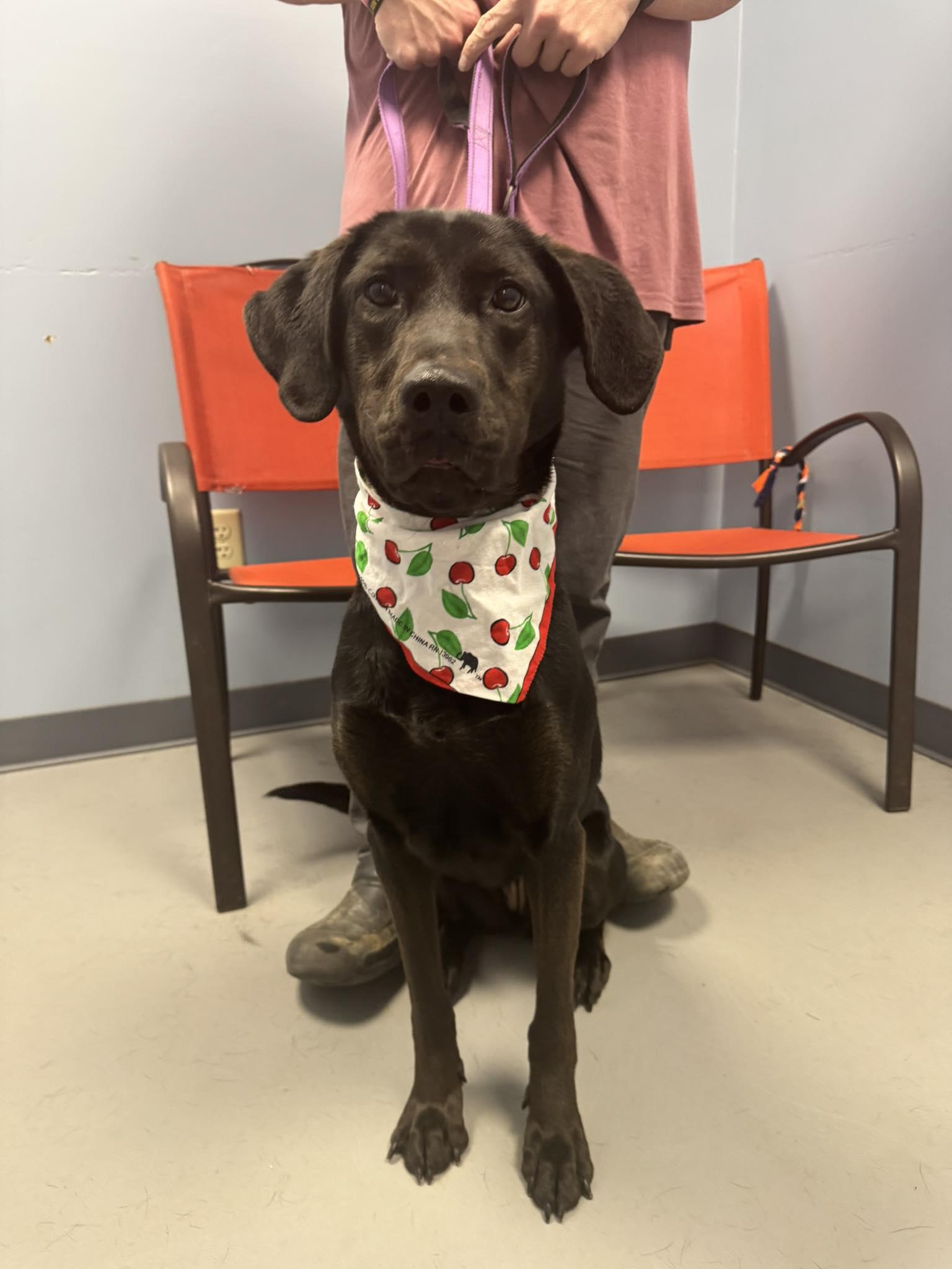 Enlarge Jelly Bean , an adopted mixed breed in Zanesville, OH image 2/3