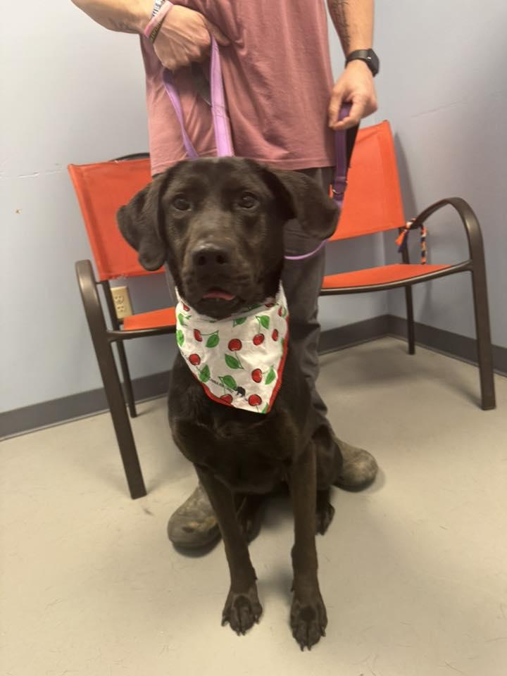 Enlarge Jelly Bean , an adopted mixed breed in Zanesville, OH image 3/3