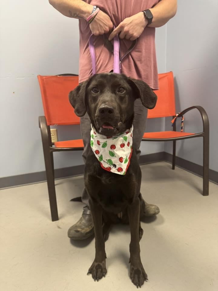 Enlarge Jelly Bean , an adopted mixed breed in Zanesville, OH image 1/3