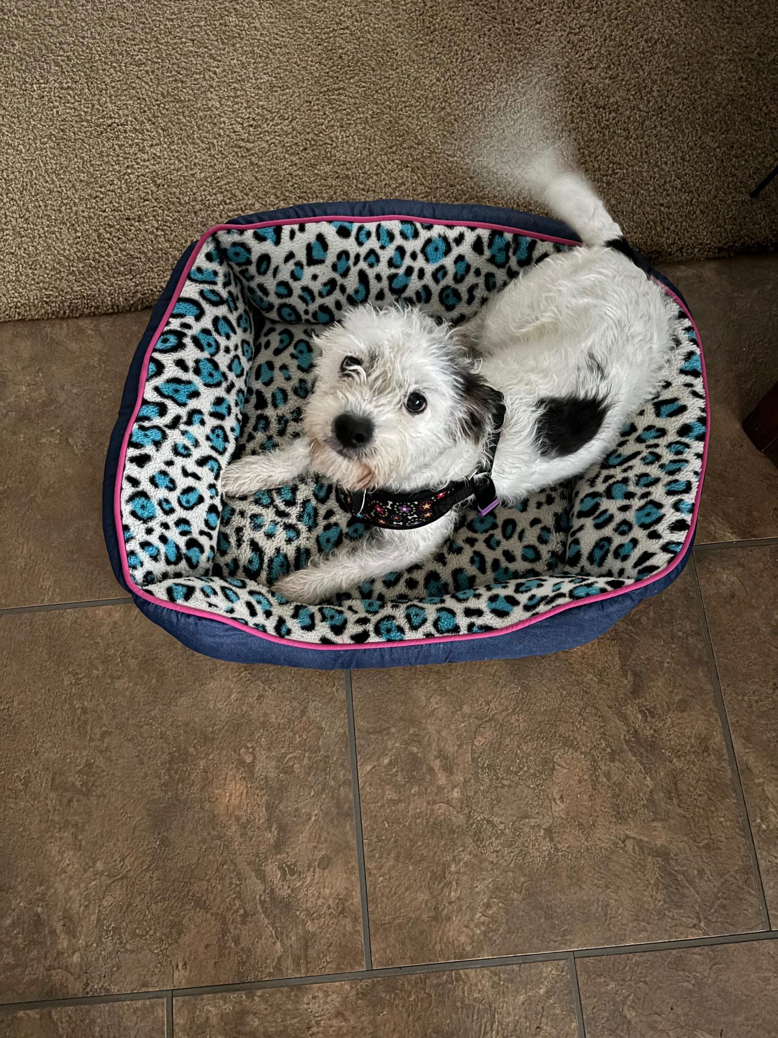 Brandi, ADOPTABLE, Adult Female Lhasa Apso & Terrier.