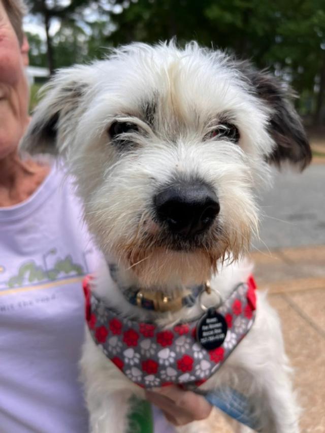 Enlarge Brandi, a ADOPTABLE mixed breed in Williamsburg, VA image 5/6
