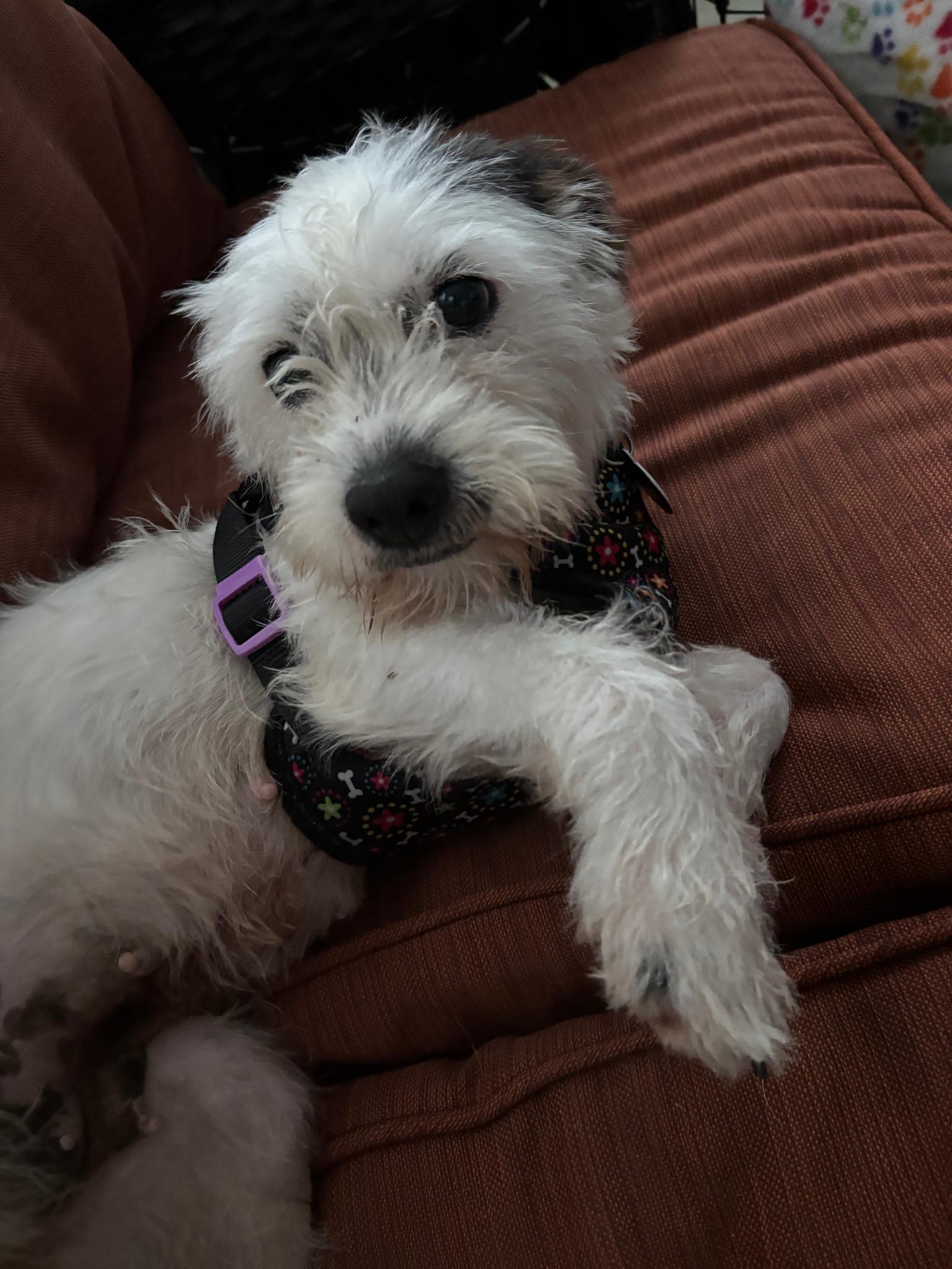 Enlarge Brandi, a ADOPTABLE mixed breed in Williamsburg, VA image 4/6