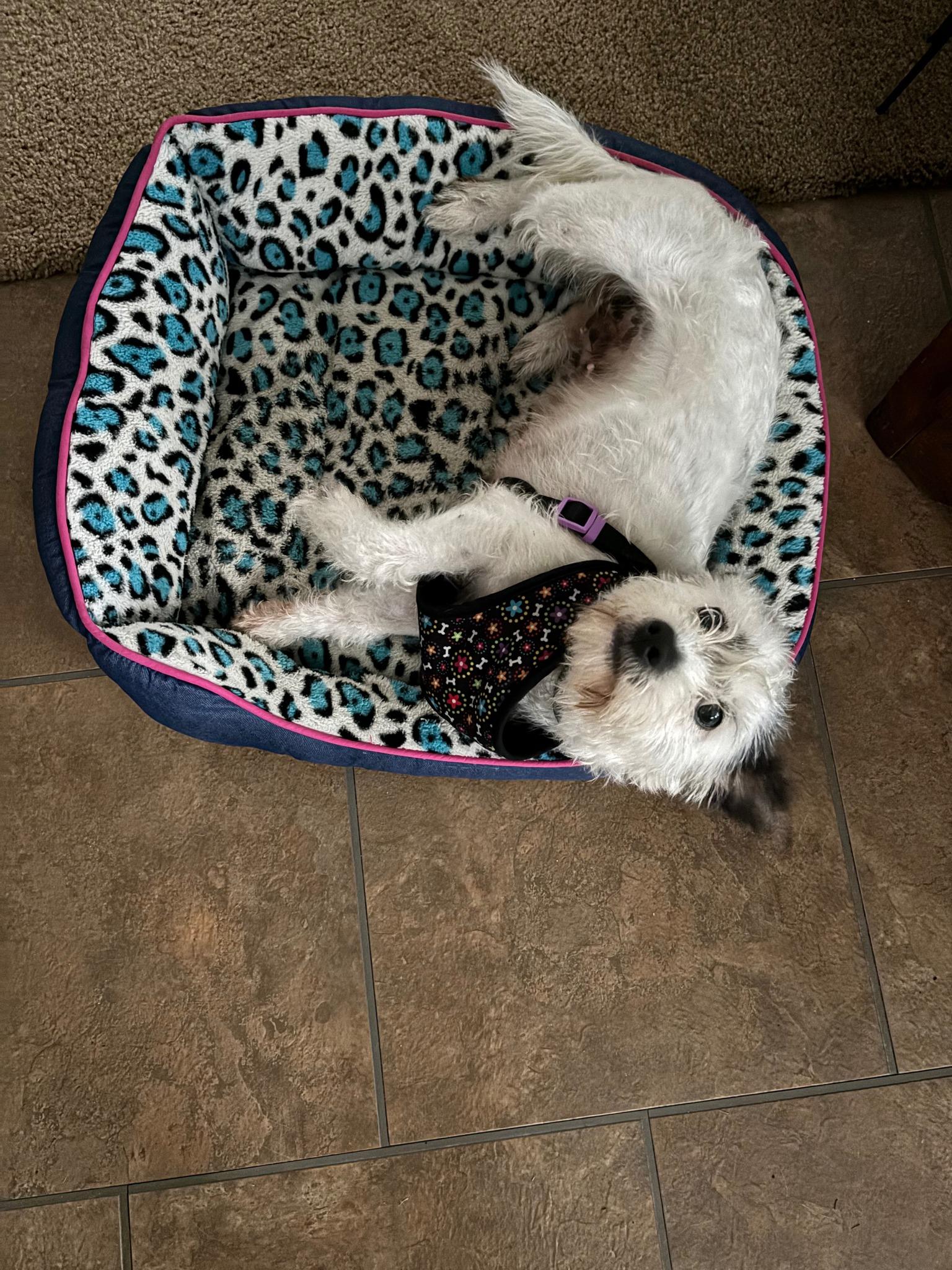 Enlarge Brandi, a ADOPTABLE mixed breed in Williamsburg, VA image 2/6