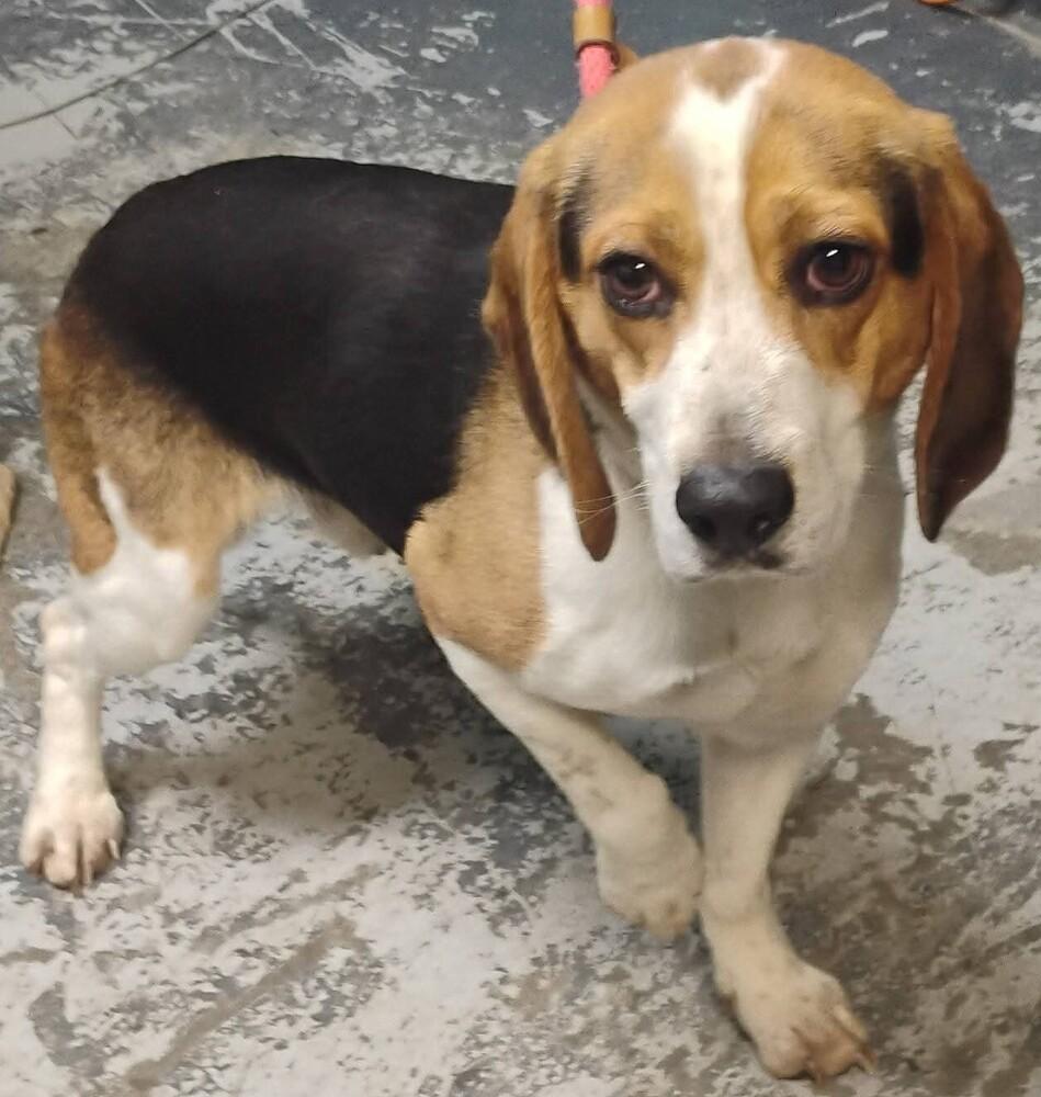 Joe #336, Adoptable, Adult Male Beagle.