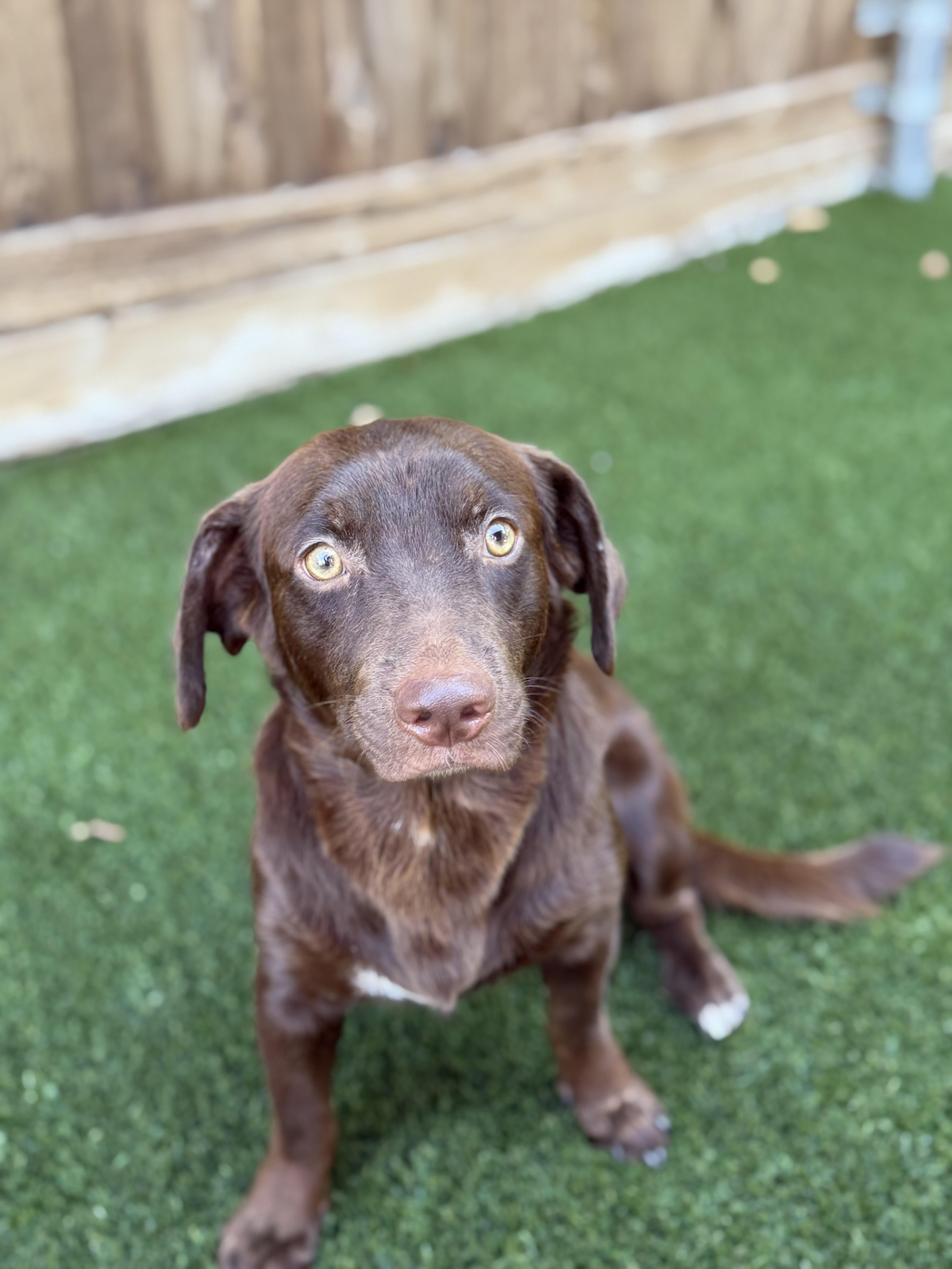 Enlarge Charlie, a Adoptable mixed breed in Coppell, TX image 2/2