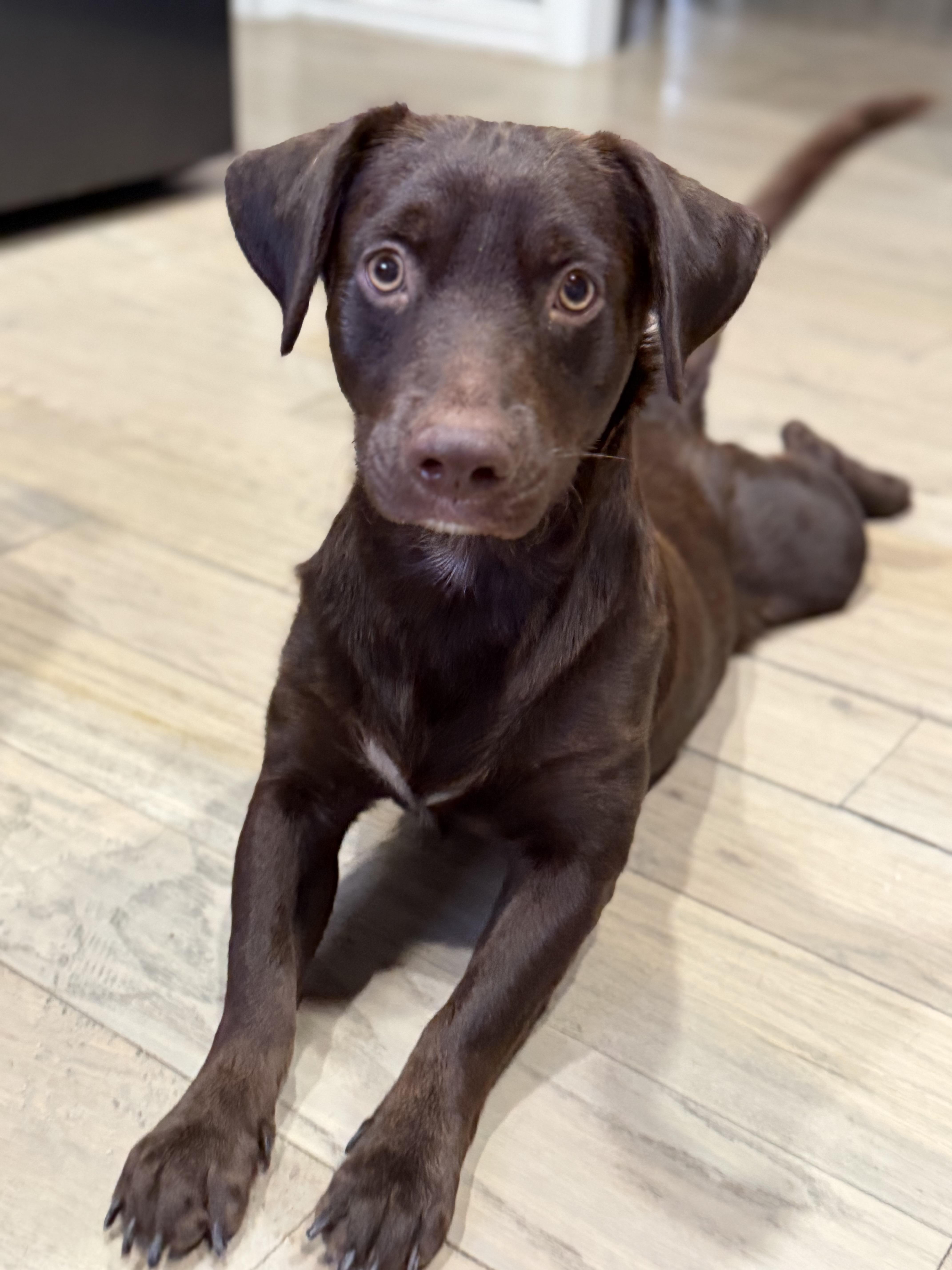 Charlie, Adoptable, Young Male Labrador Retriever & Dachshund.