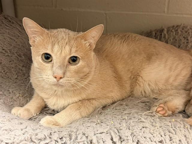 Enlarge SCOTT, a Adoptable Domestic Short Hair in Louisville, KY image 1/1