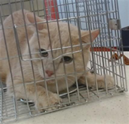 SCOTT, Adoptable, Adult Male Domestic Short Hair.