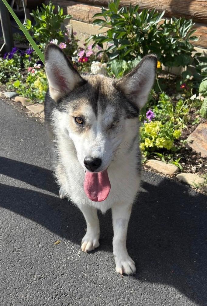 Enlarge Winkie, a ADOPTABLE Husky in Kellogg, ID image 2/3