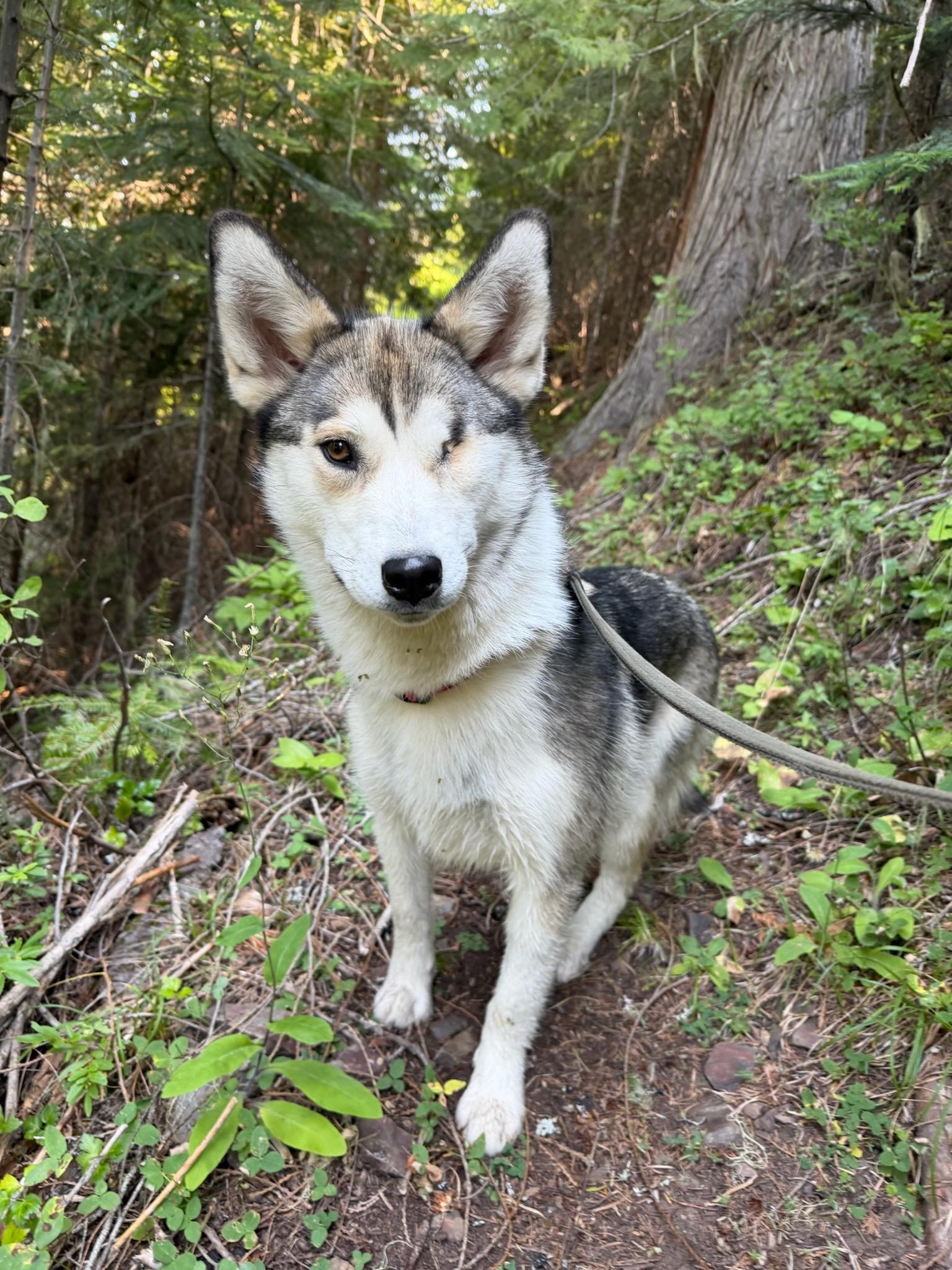 Winkie, a ADOPTABLE mixed breed in Kellogg, ID image 1/5