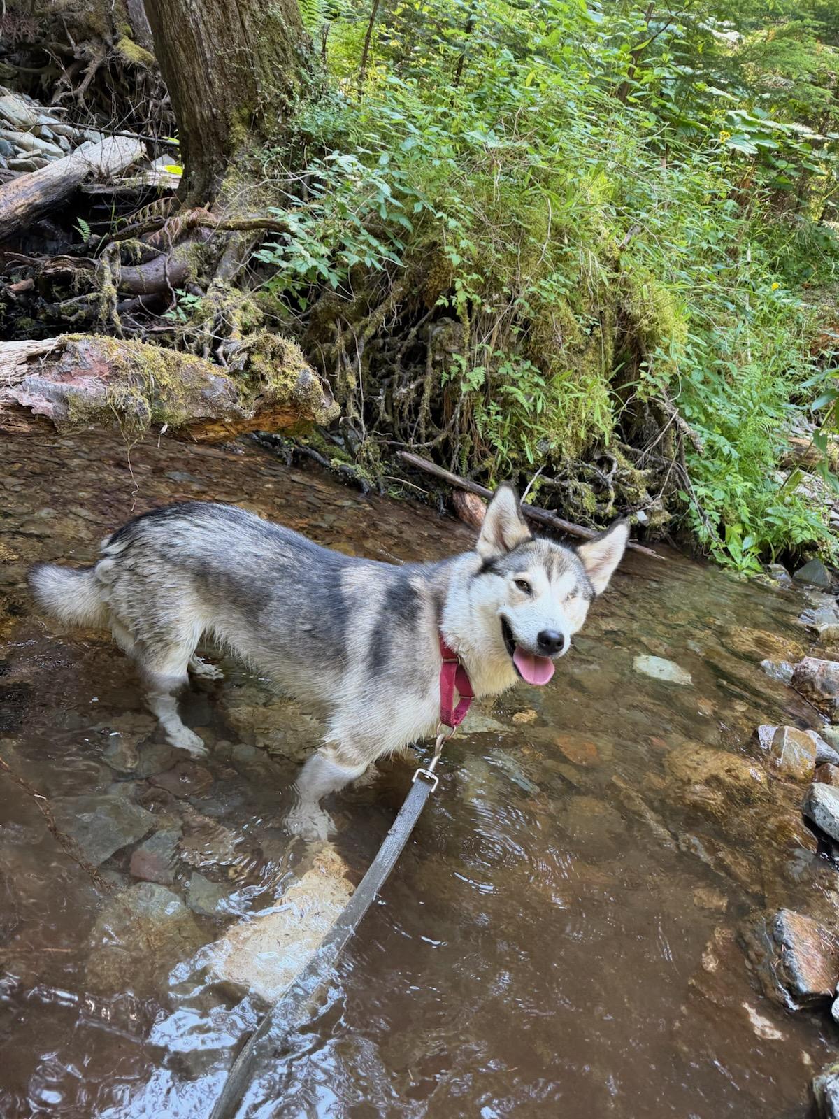 Winkie, a ADOPTABLE mixed breed in Kellogg, ID image 2/5