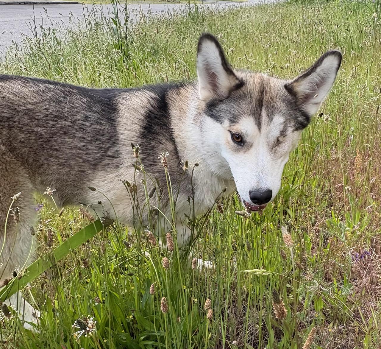 Enlarge Winkie, a ADOPTABLE Husky in Kellogg, ID image 3/3