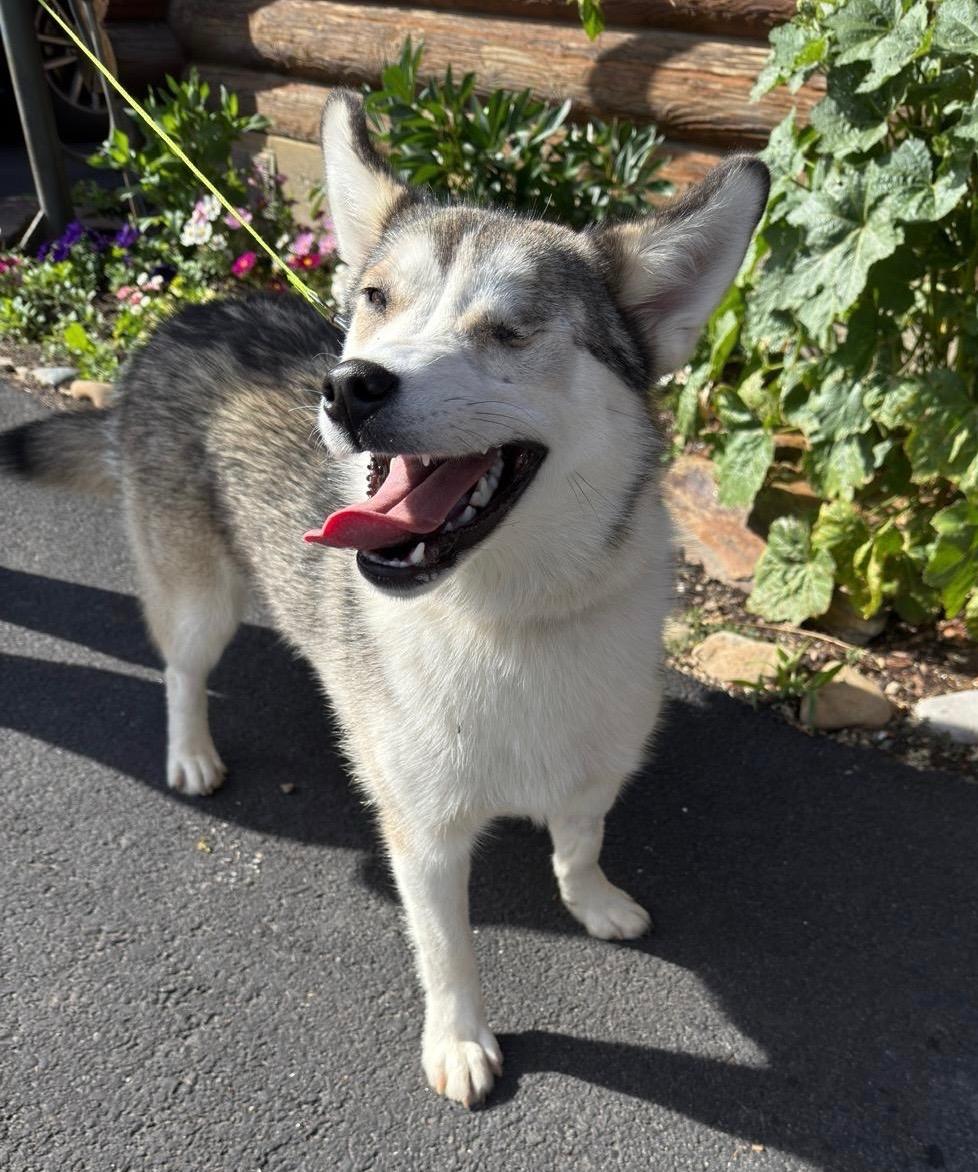 Winkie, ADOPTABLE, Puppy Female Husky.