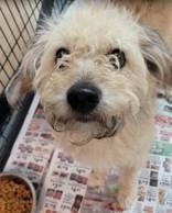 Enlarge Benji, an adopted mixed breed in Portsmouth, OH image 1/1