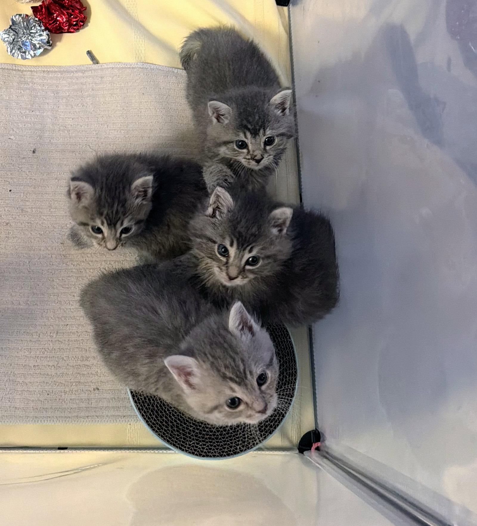 Enlarge Stormy Kitten, a Adopted Domestic Short Hair in Allentown, PA image 1/3