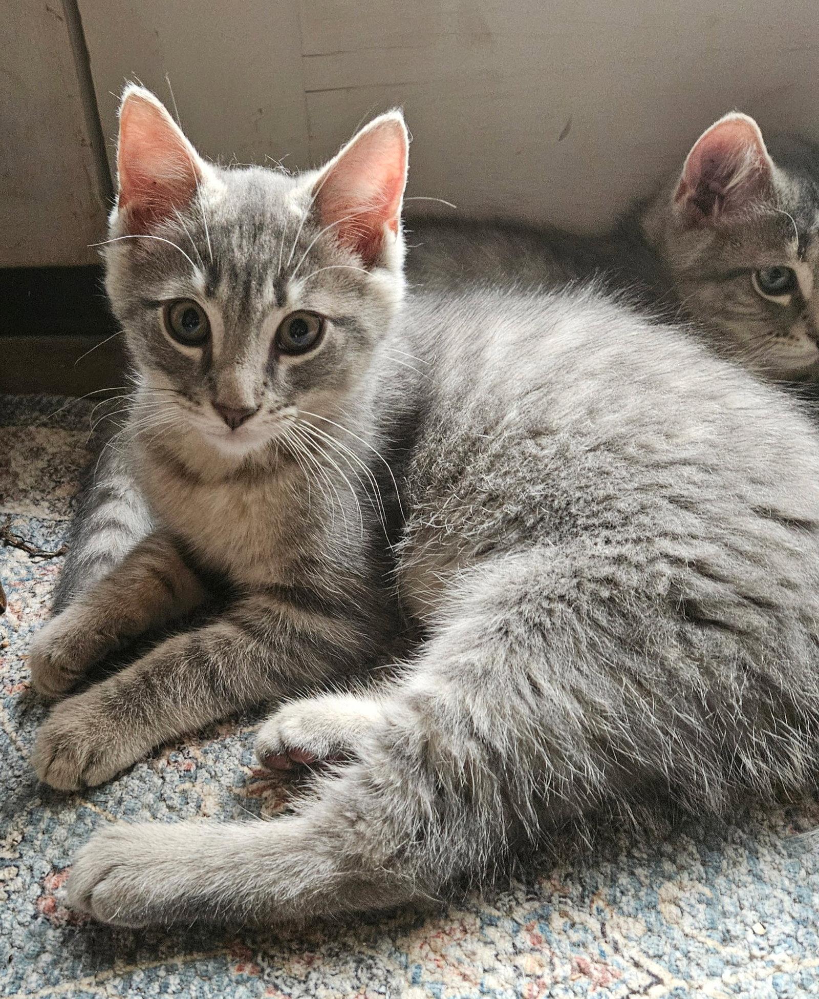 Enlarge Stormy Kitten, a Adopted Domestic Short Hair in Allentown, PA image 2/3