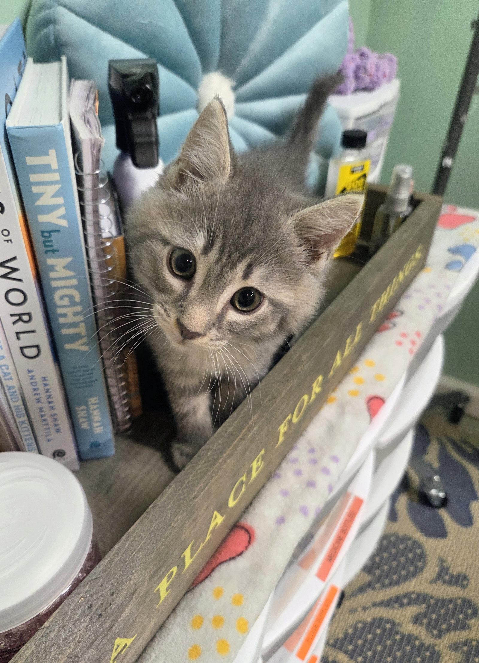 Enlarge Stormy Kitten, a Adopted Domestic Short Hair in Allentown, PA image 3/3