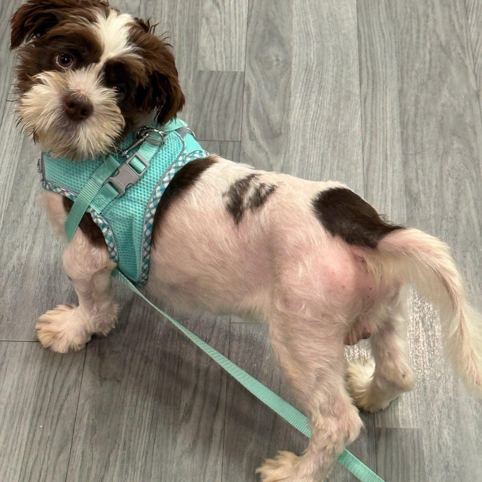 Budd, Adoptable, Young Male Shih Tzu.
