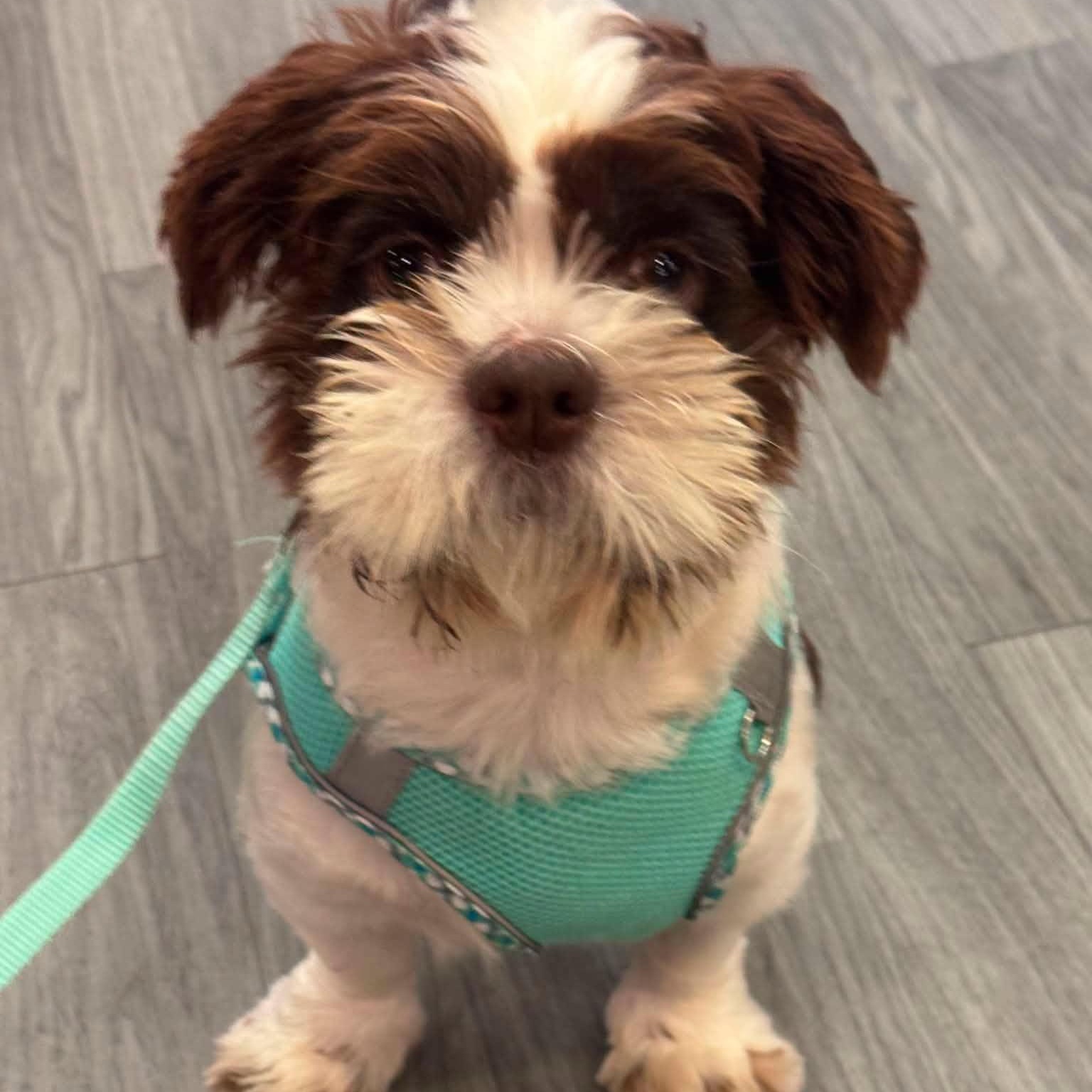 Enlarge Budd, a Adoptable mixed breed in Scarborough, ON image 2/6
