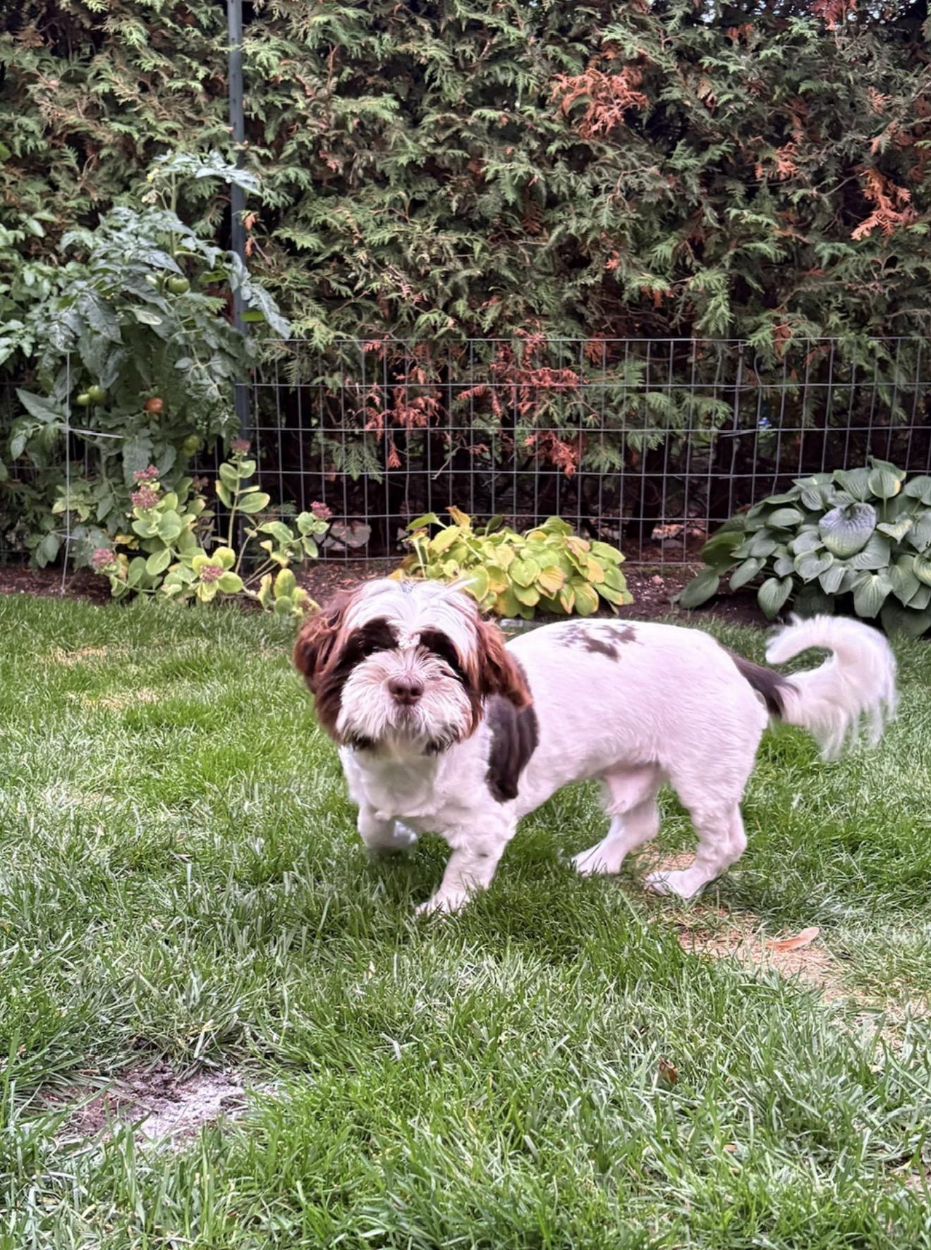Enlarge Budd, a Adoptable mixed breed in Scarborough, ON image 5/6