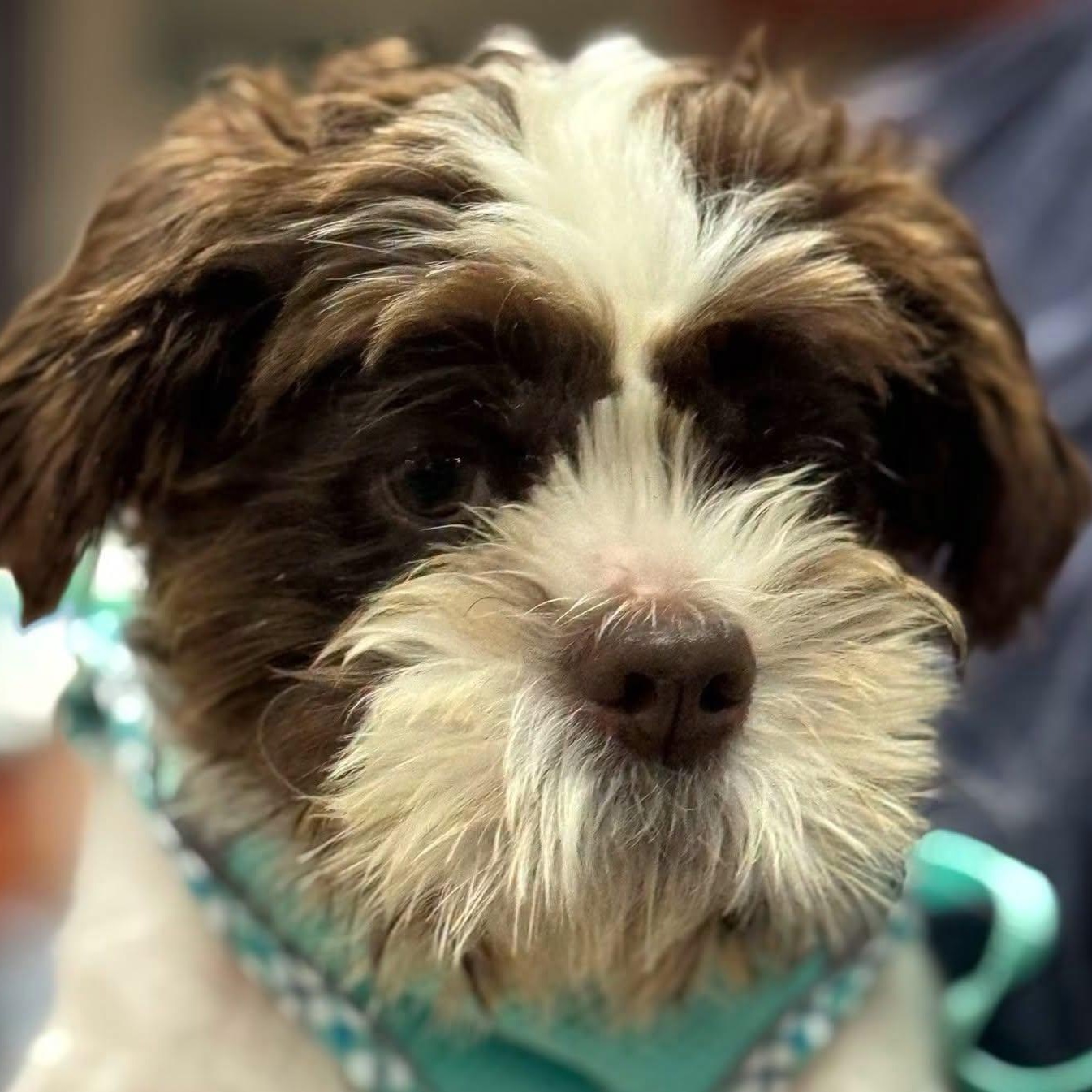 Enlarge Budd, a Adoptable mixed breed in Scarborough, ON image 4/6