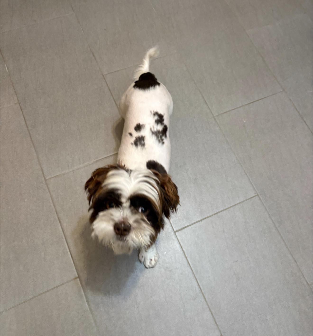 Enlarge Budd, a Adoptable mixed breed in Scarborough, ON image 4/6