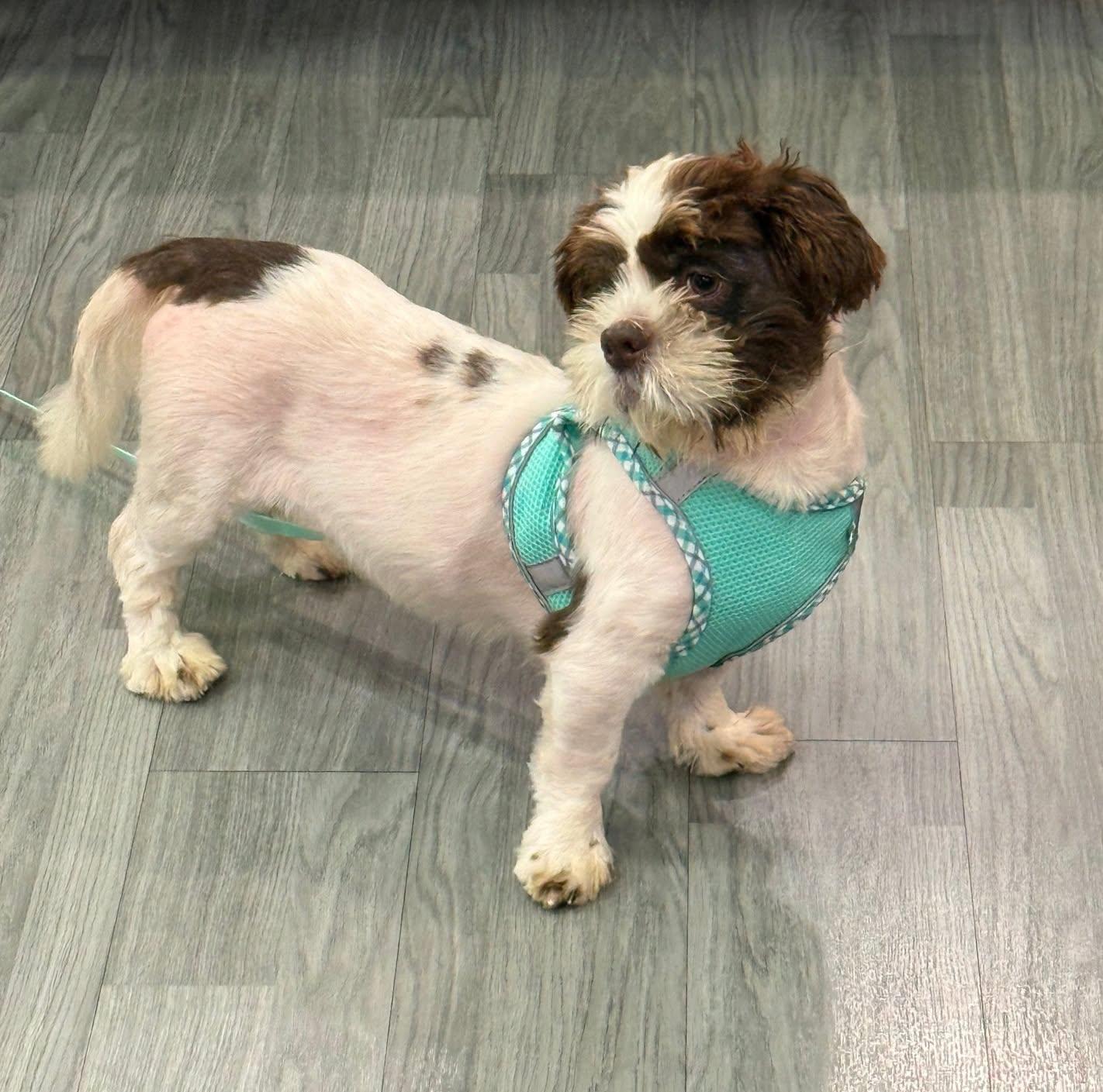 Enlarge Budd, a Adoptable mixed breed in Scarborough, ON image 3/6